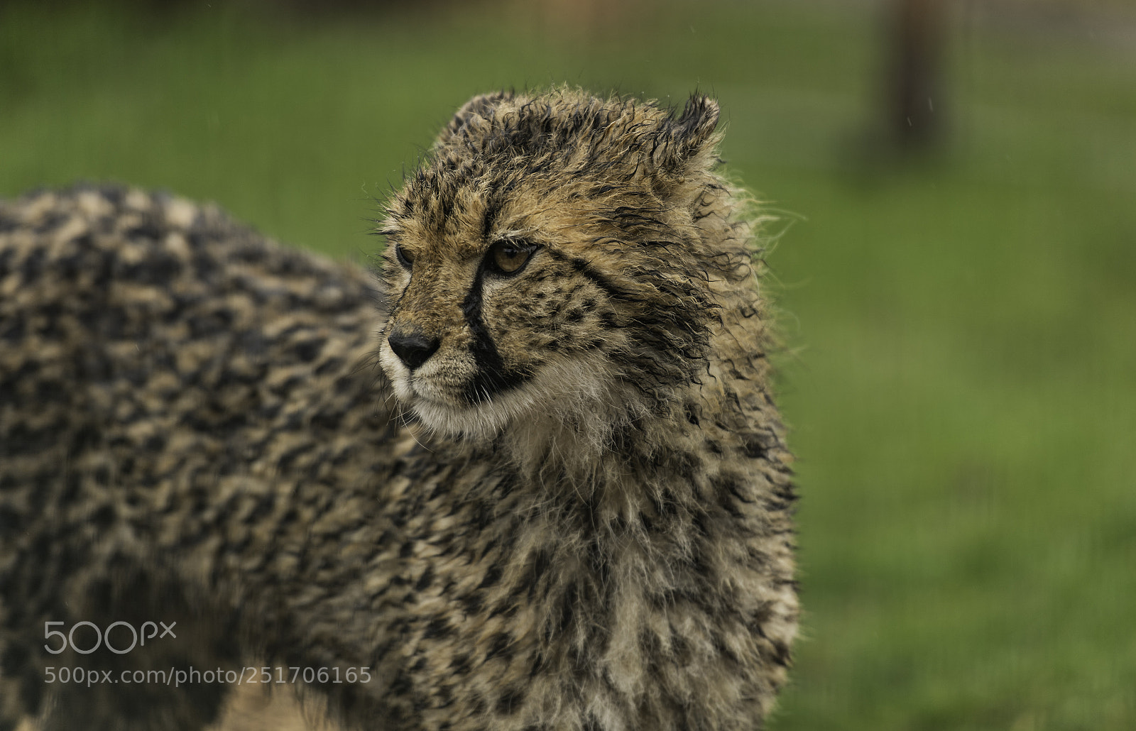 Nikon D5 sample photo. Cheetah series photography