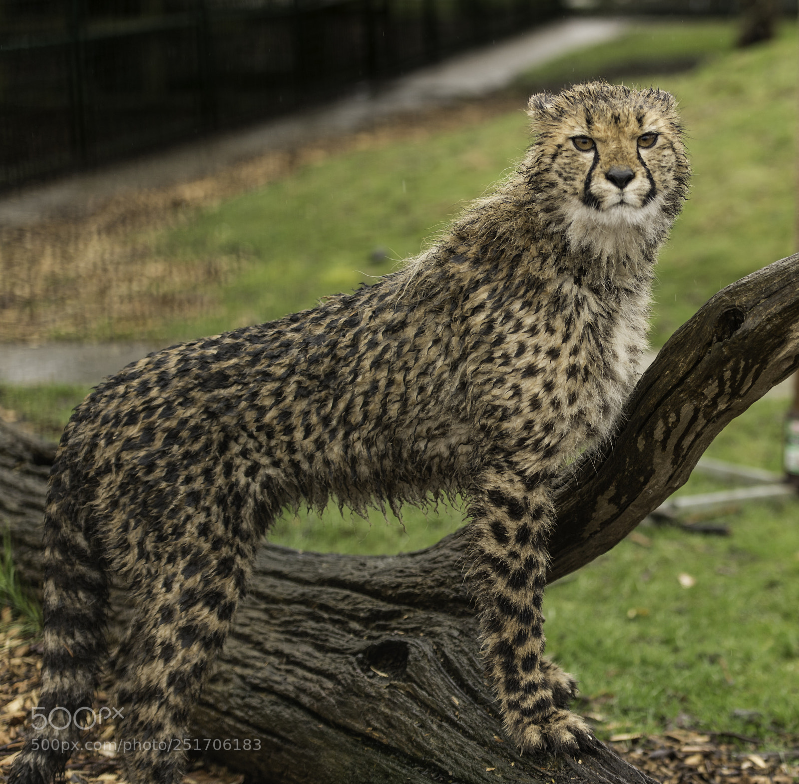Nikon D5 sample photo. Cheetah series photography