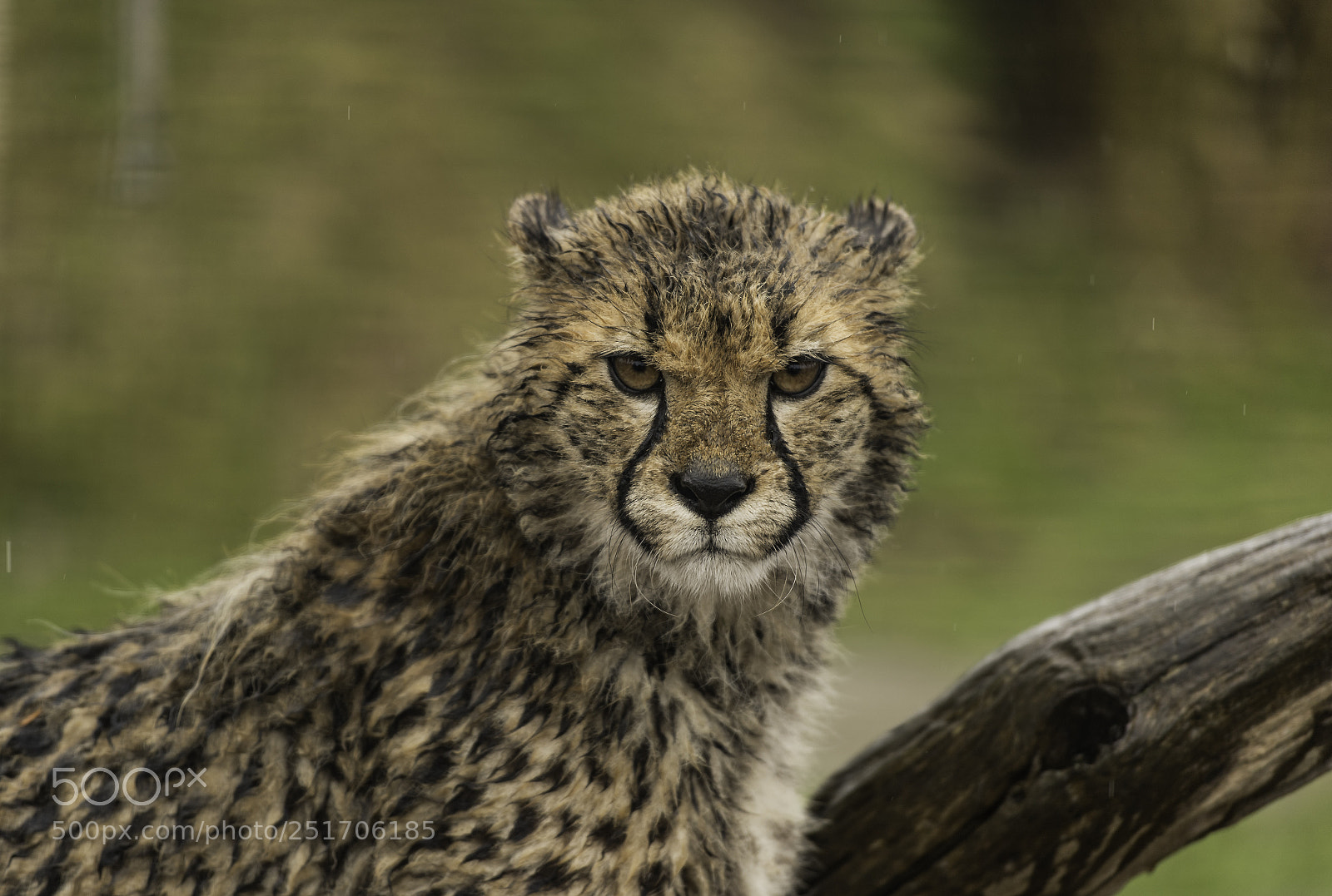 Nikon D5 sample photo. Cheetah series photography