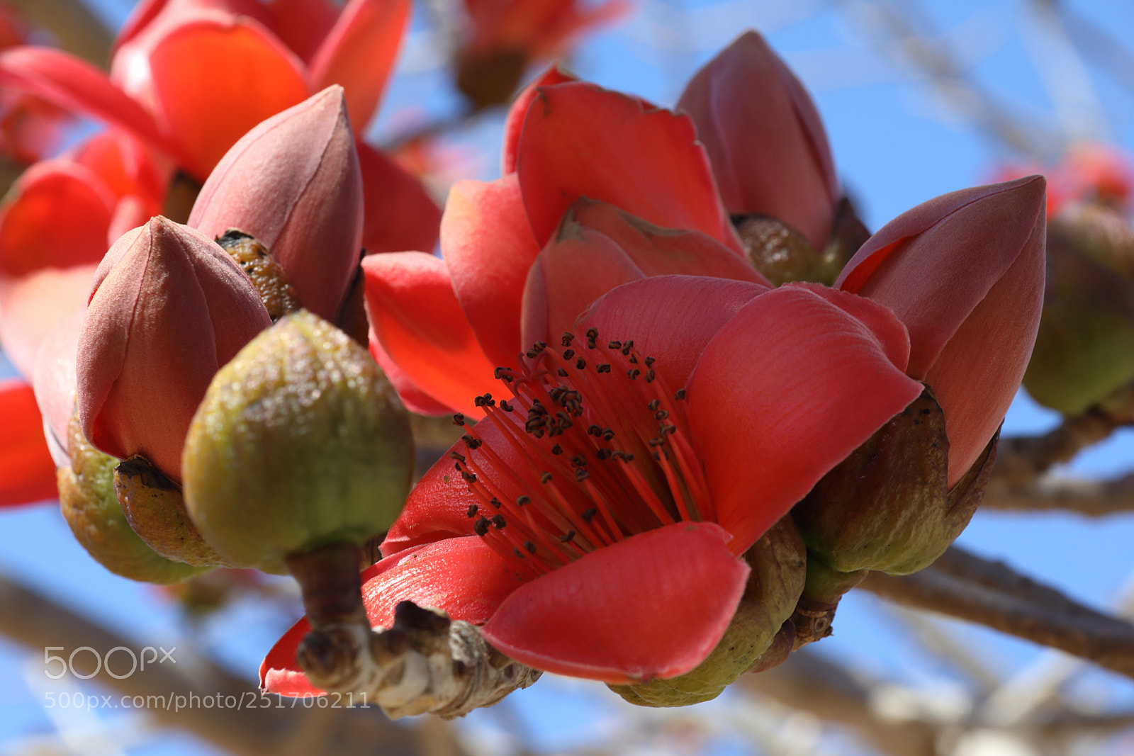 Canon EOS 5D Mark IV sample photo. Qva photography