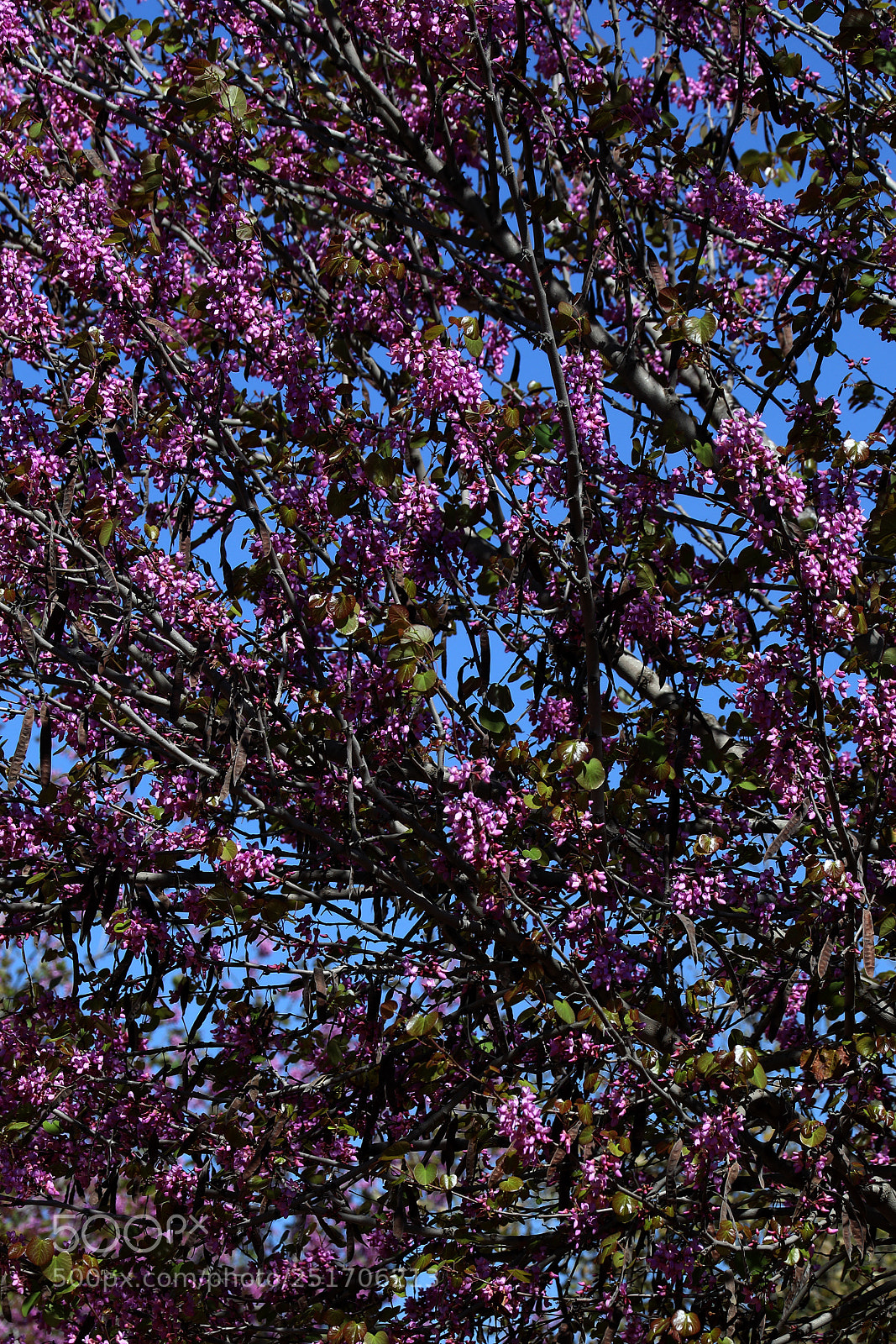 Canon EOS 5D Mark IV sample photo. Qva photography
