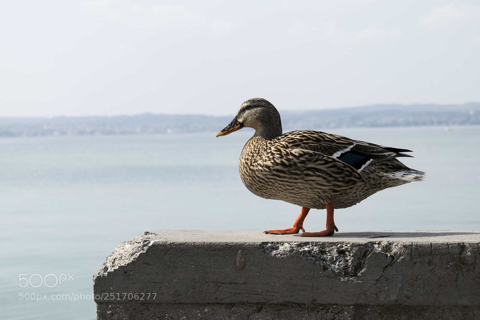 Nikon D3300 sample photo. Duck photography