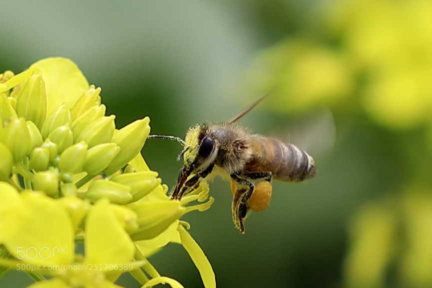 Canon EOS 5D Mark IV sample photo. Qva photography