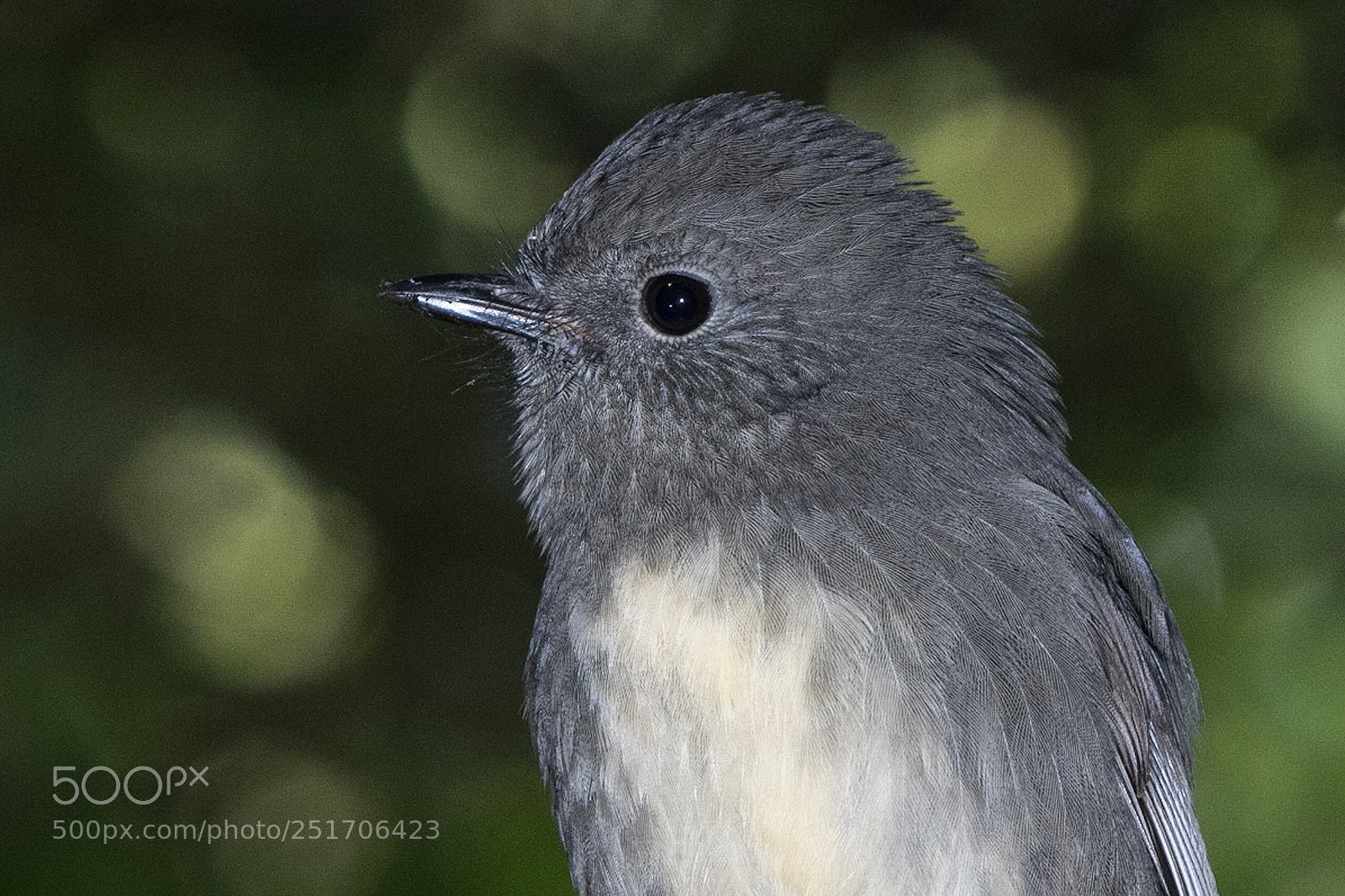 Nikon D500 sample photo. Si robin toutouwai adult photography