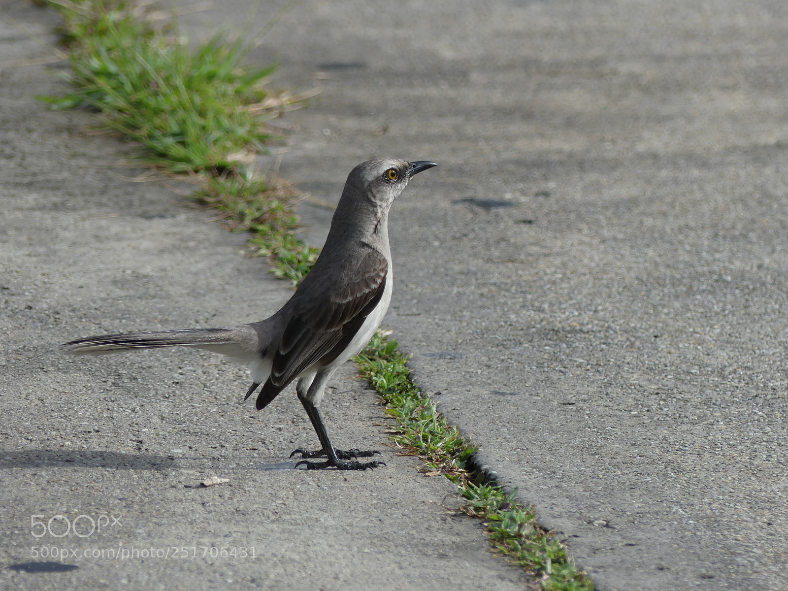 Panasonic Lumix DMC-FZ300 sample photo. Tropical mockingbird moqueur des photography