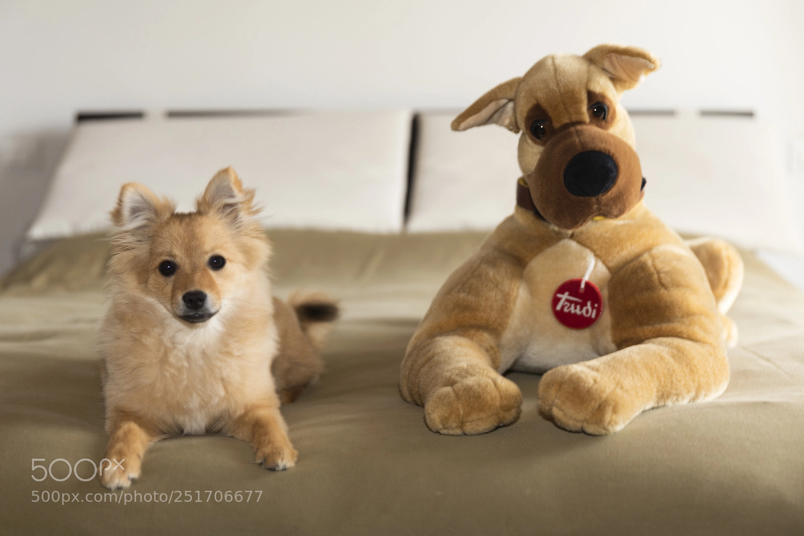 Canon EOS 5D Mark IV sample photo. Giù dal letto! photography