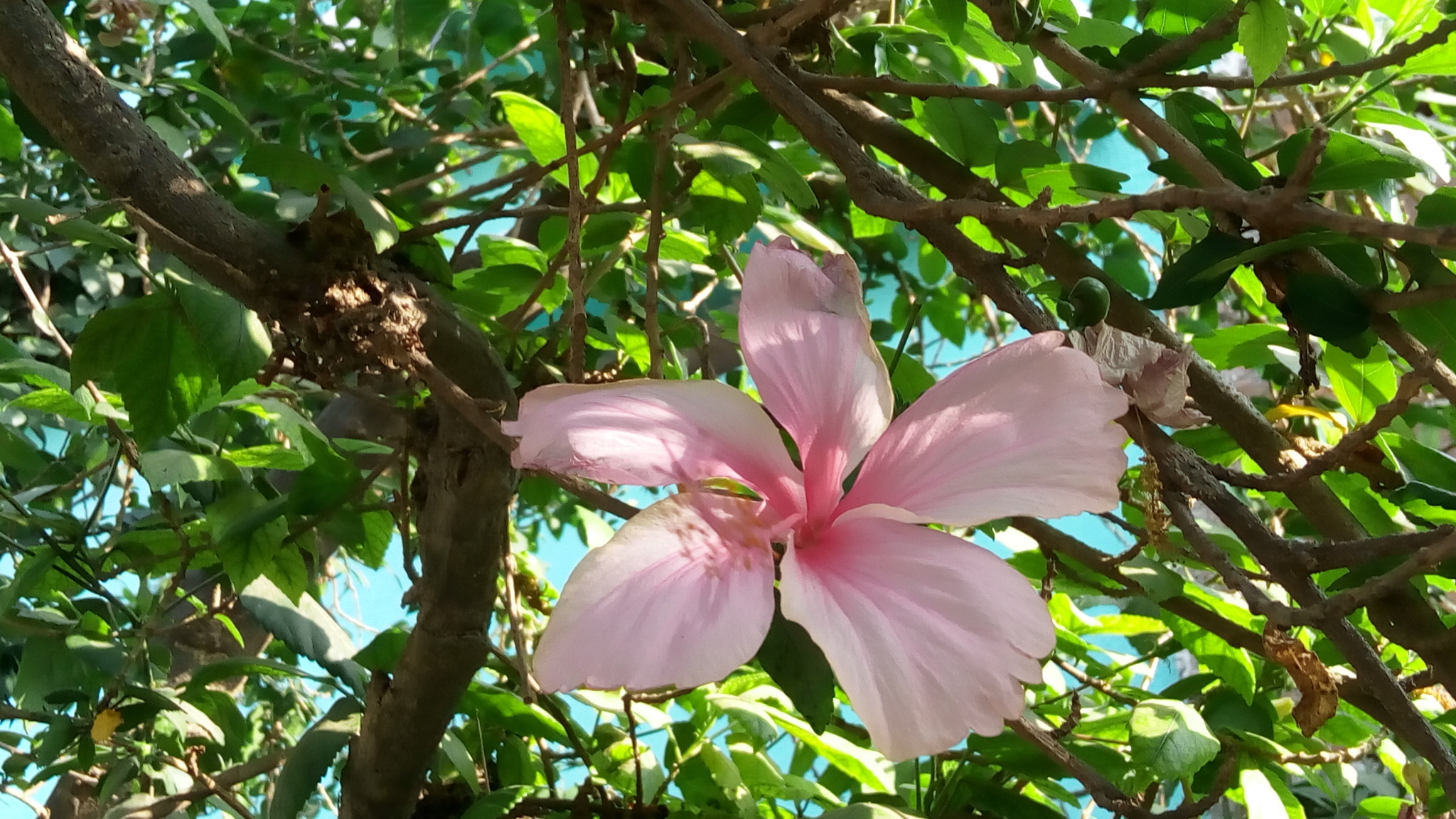 Lenovo VIBE X3 LITE sample photo. Pink hydrilla photography