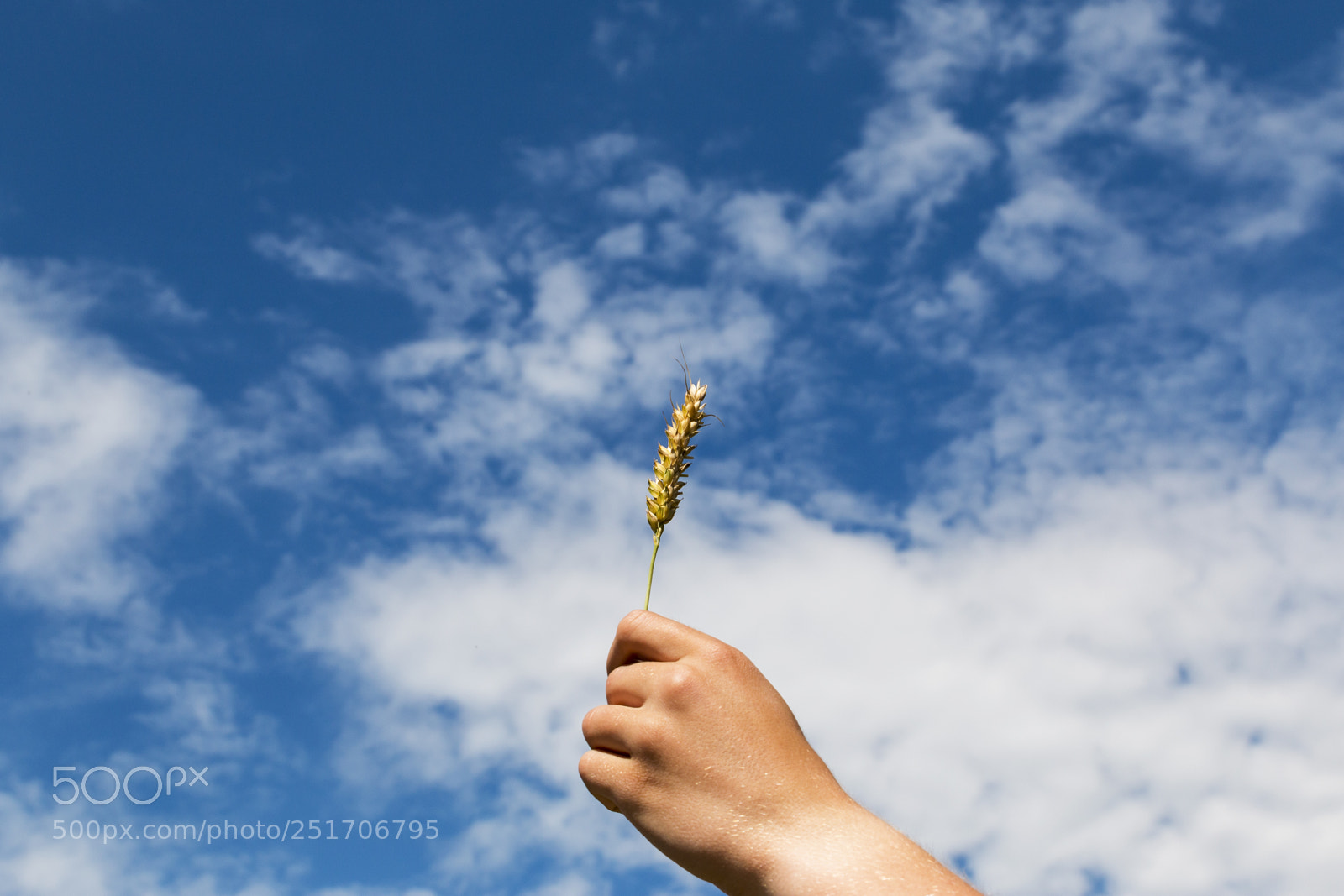 Canon EOS 70D sample photo. Holding wheat against sky photography