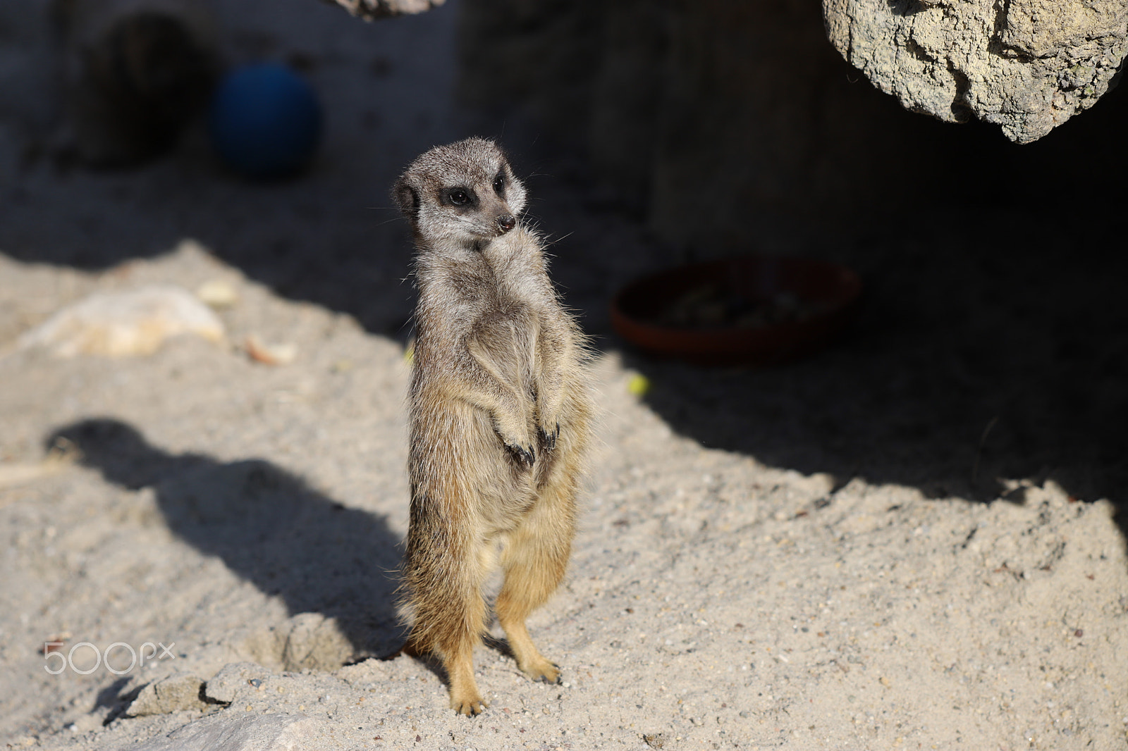Canon EF 70-300 F4-5.6 IS II USM sample photo. Suricate photography