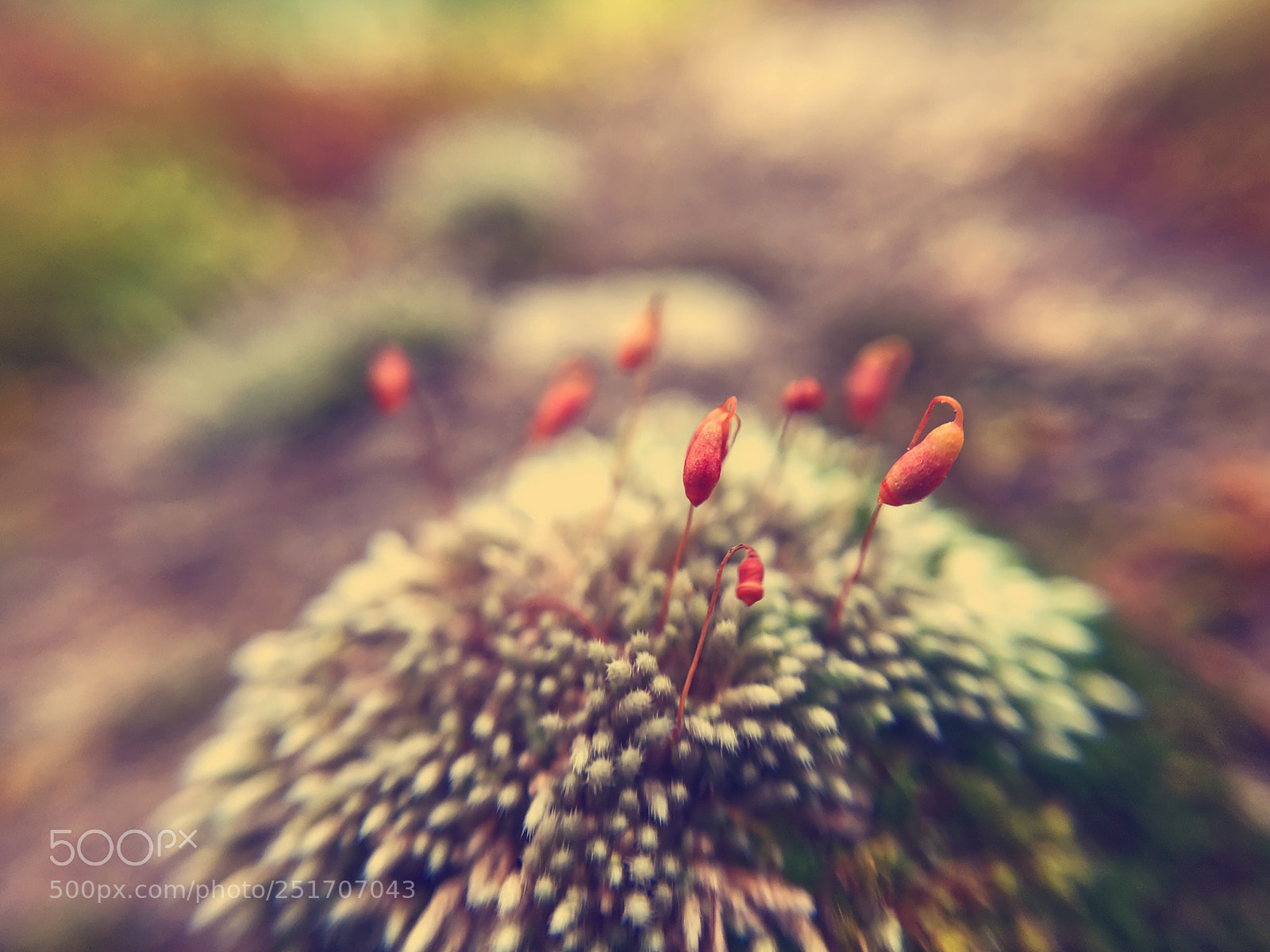 Apple iPhone 6s sample photo. Macro moss photography