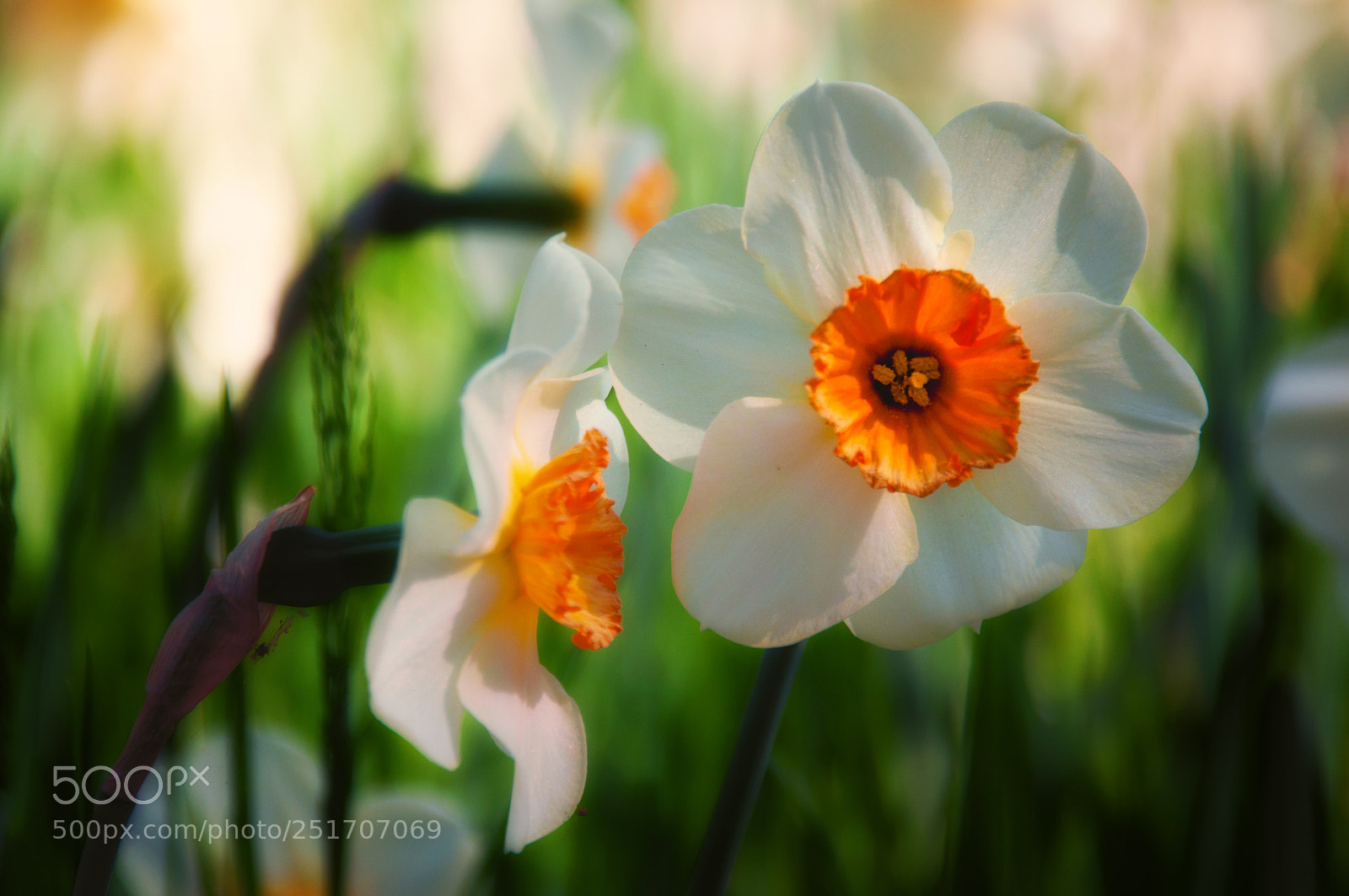 Nikon D90 sample photo. Hello spring photography