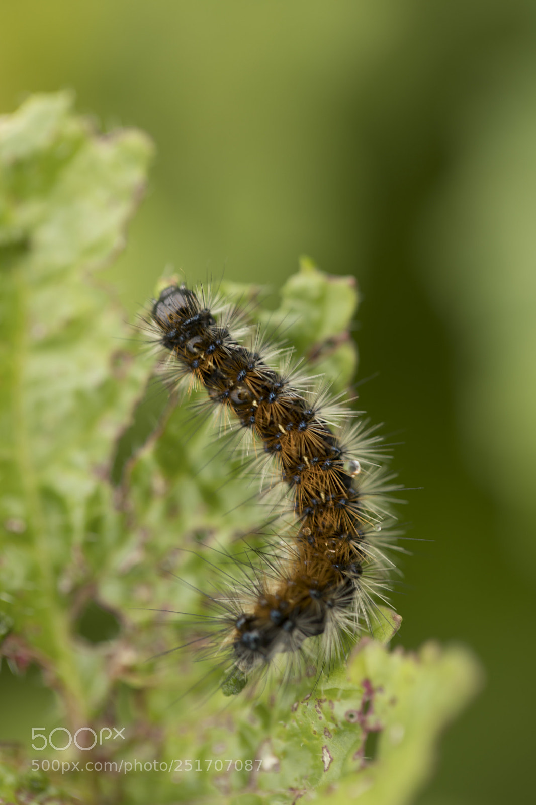Canon EOS 5D Mark IV sample photo. 11.jpg photography