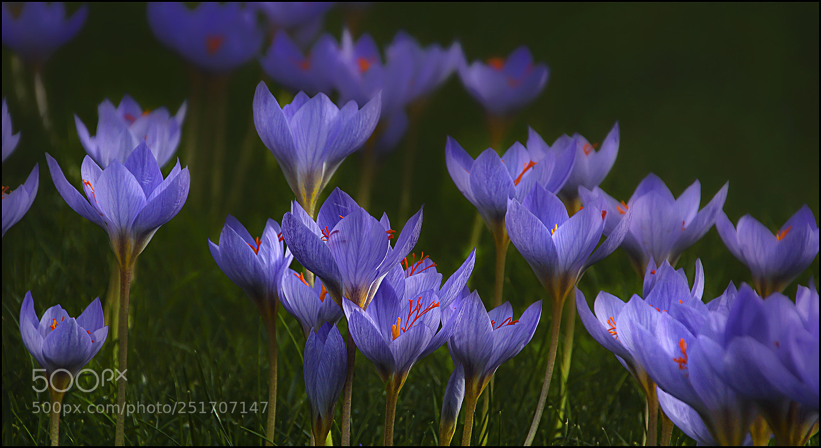 Canon EOS 700D (EOS Rebel T5i / EOS Kiss X7i) sample photo. Spring time photography