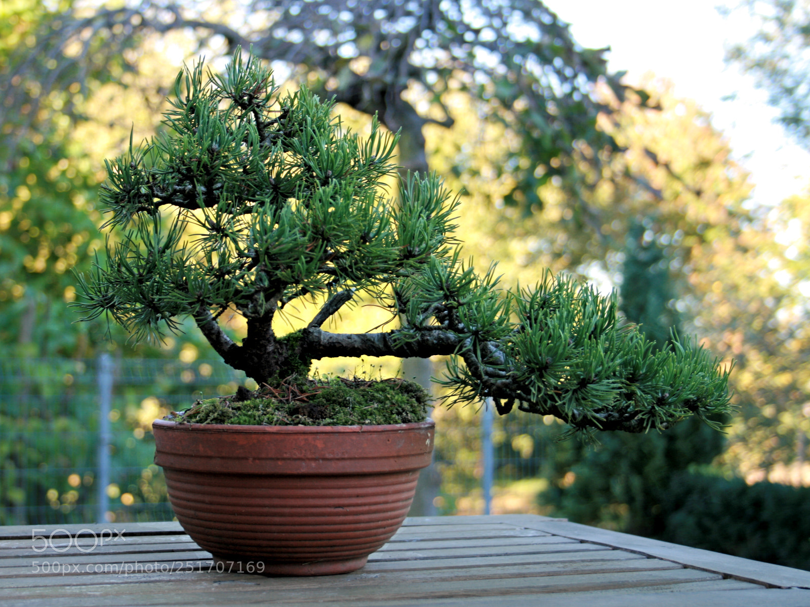 Canon EOS 400D (EOS Digital Rebel XTi / EOS Kiss Digital X) sample photo. Bonsai photography