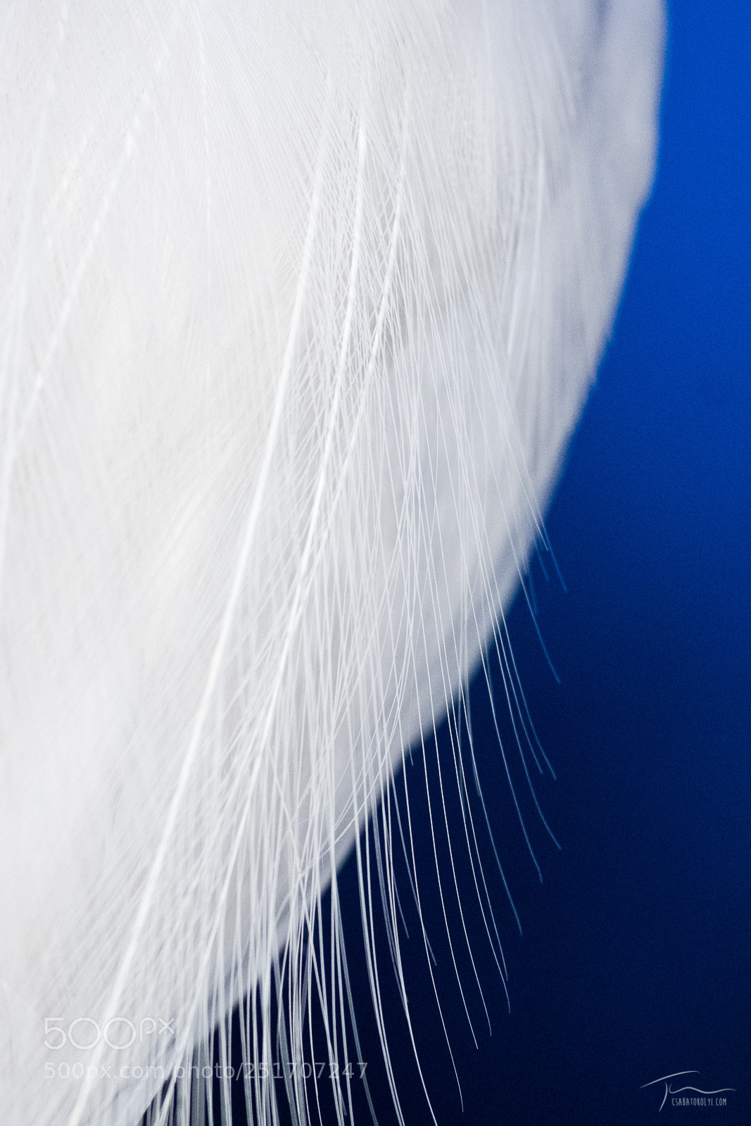 Nikon D7200 sample photo. Litte egret detail photography