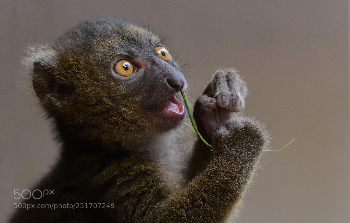 Nikon D800 sample photo. Lemur photography