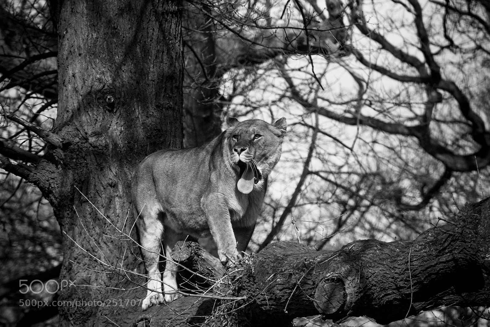 Canon EOS 650D (EOS Rebel T4i / EOS Kiss X6i) sample photo. Knowsley safari (90/365) photography