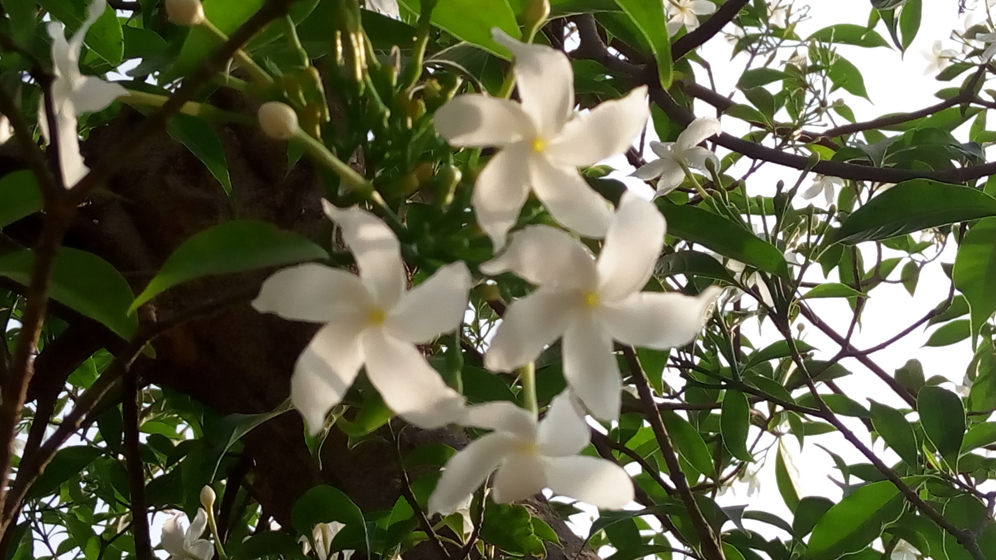 Lenovo VIBE X3 LITE sample photo. White flowers photography