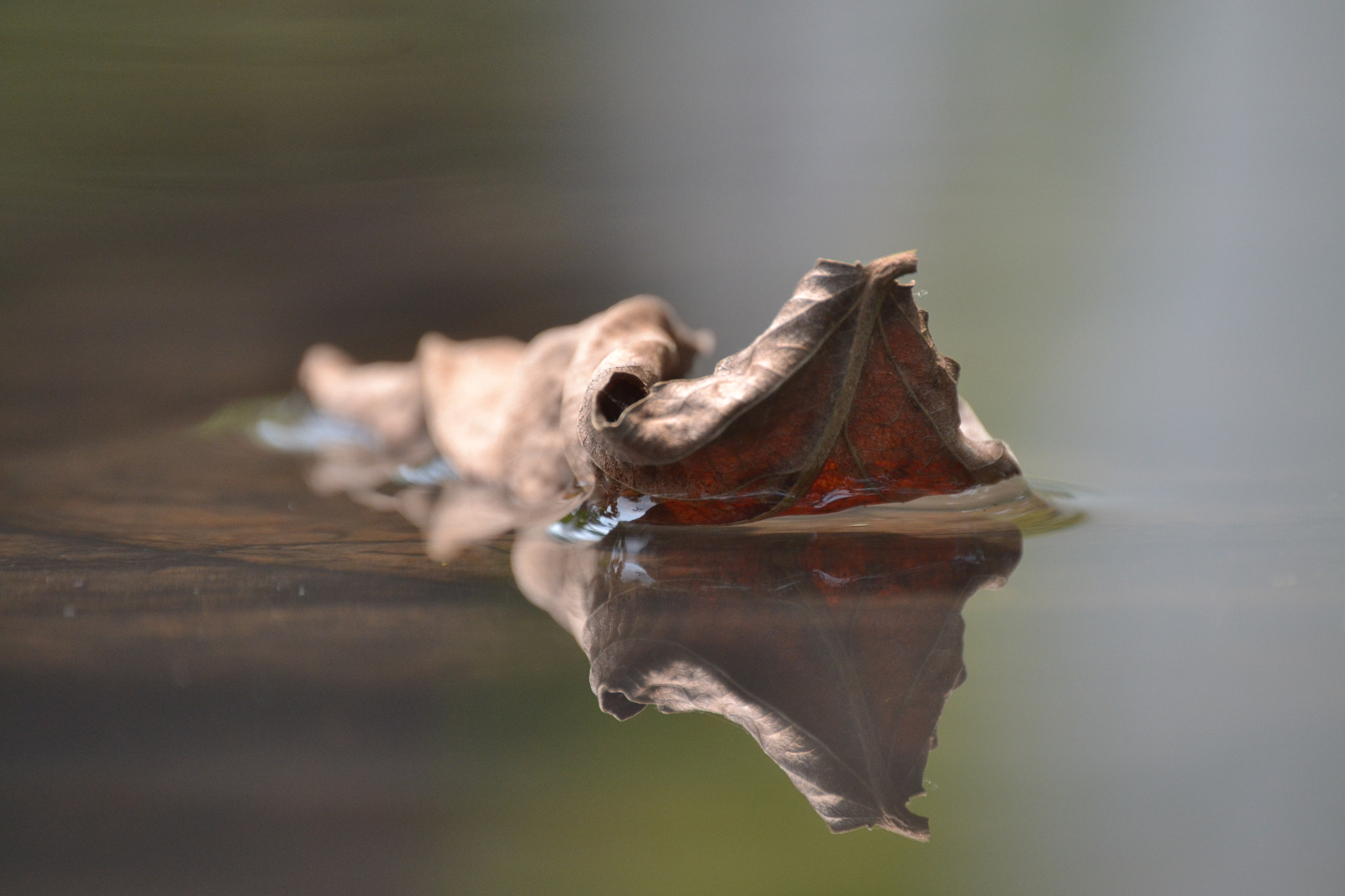 Nikon D3100 sample photo