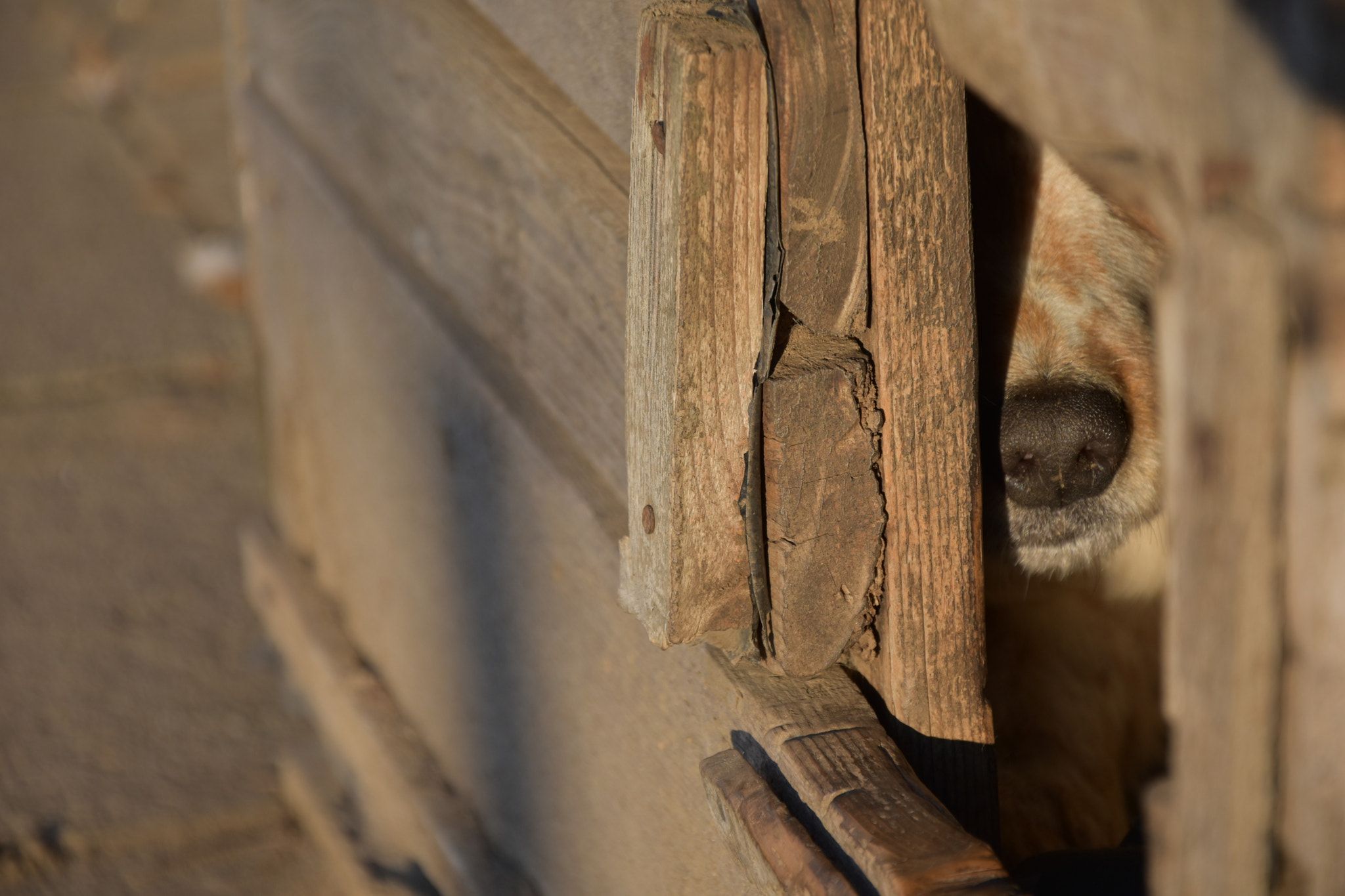 Nikon D5600 sample photo. Shy photography