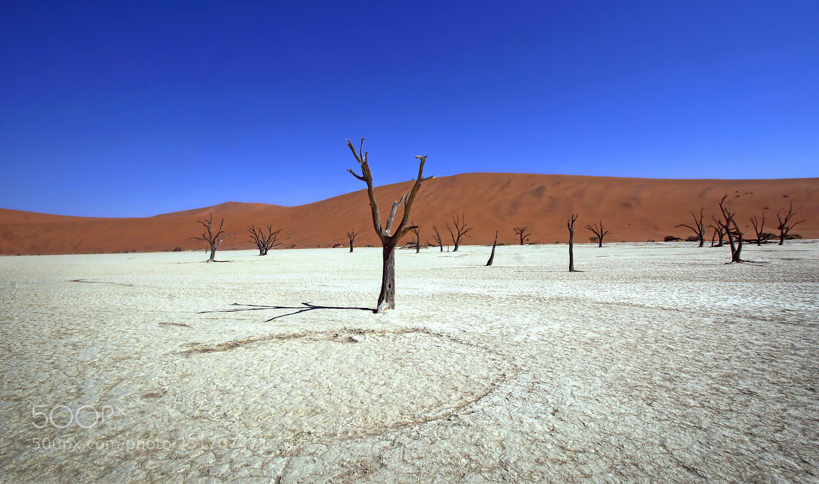 Sony SLT-A65 (SLT-A65V) sample photo. Army of dead trees photography