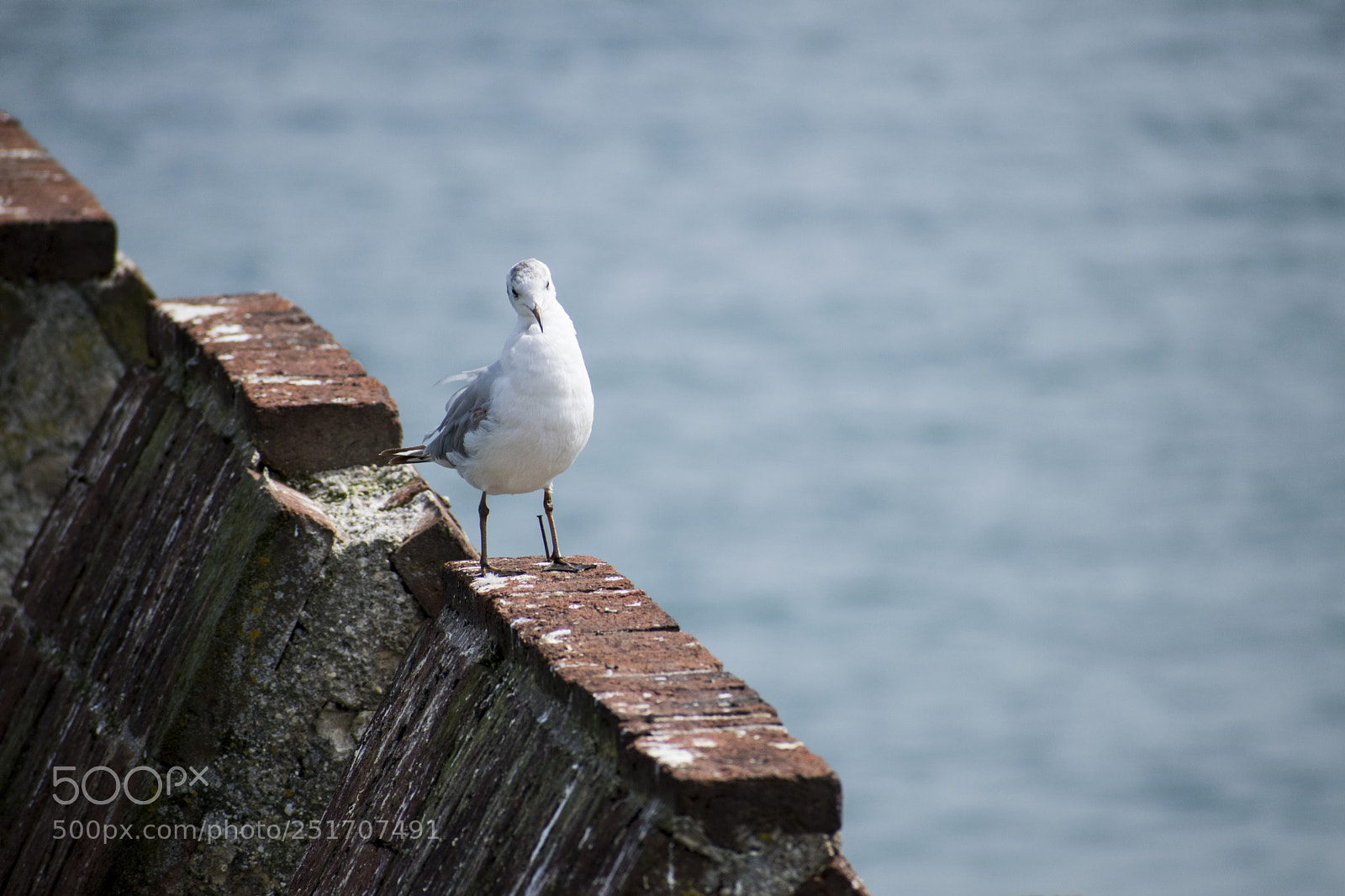 Nikon D3300 sample photo. Seagull photography