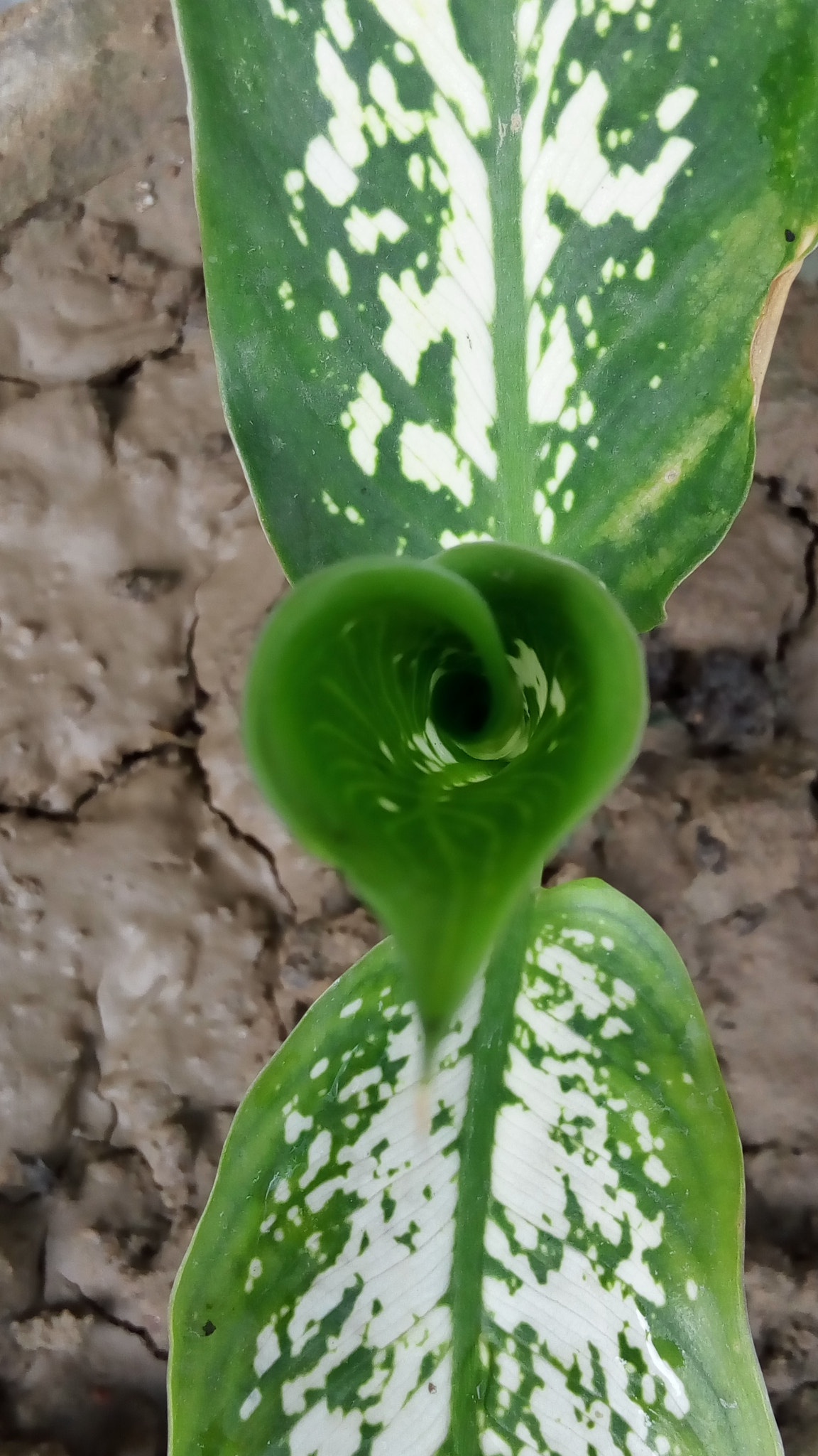 Lenovo VIBE X3 LITE sample photo. Green leaf photography