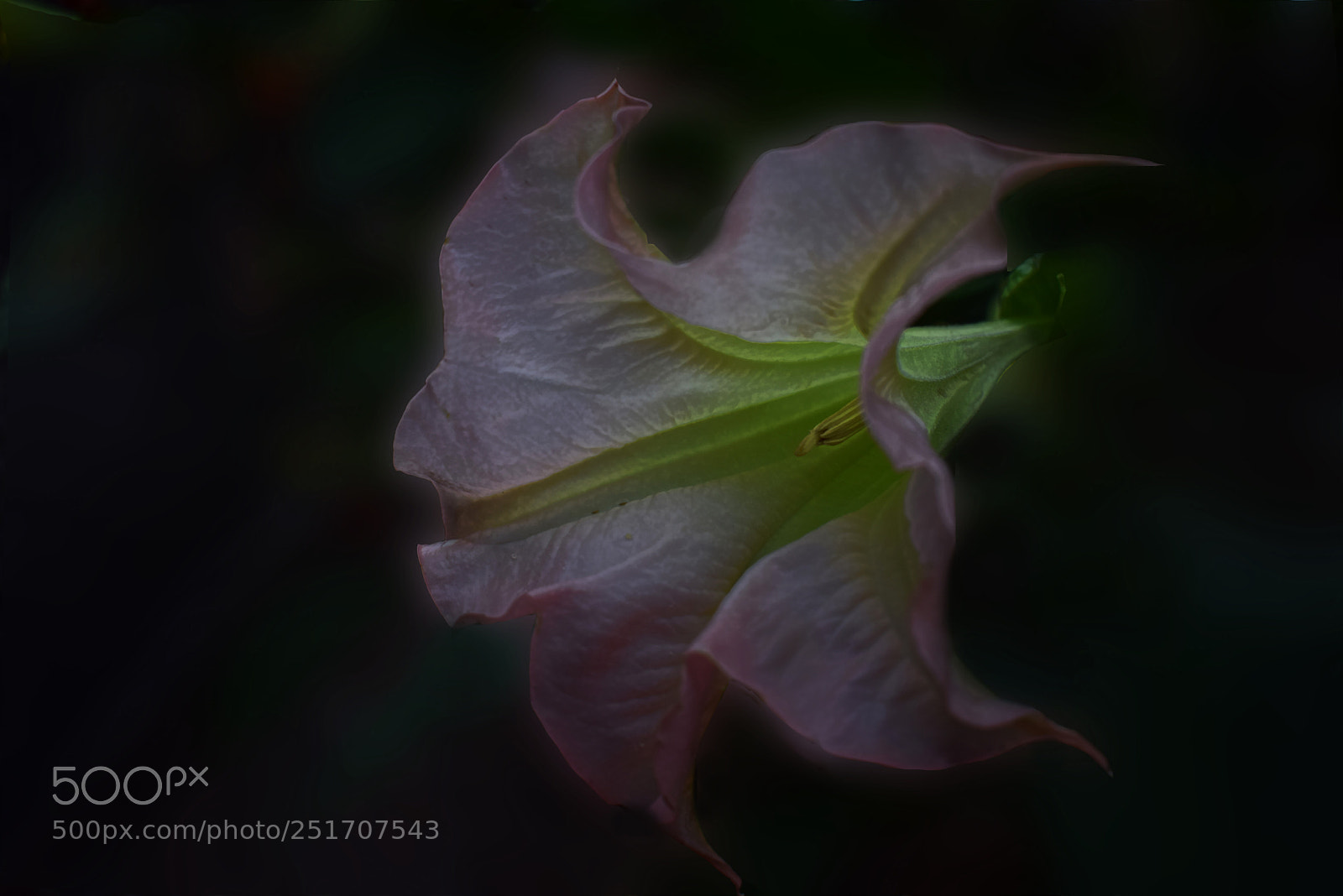Nikon D3300 sample photo. Brugmansia photography