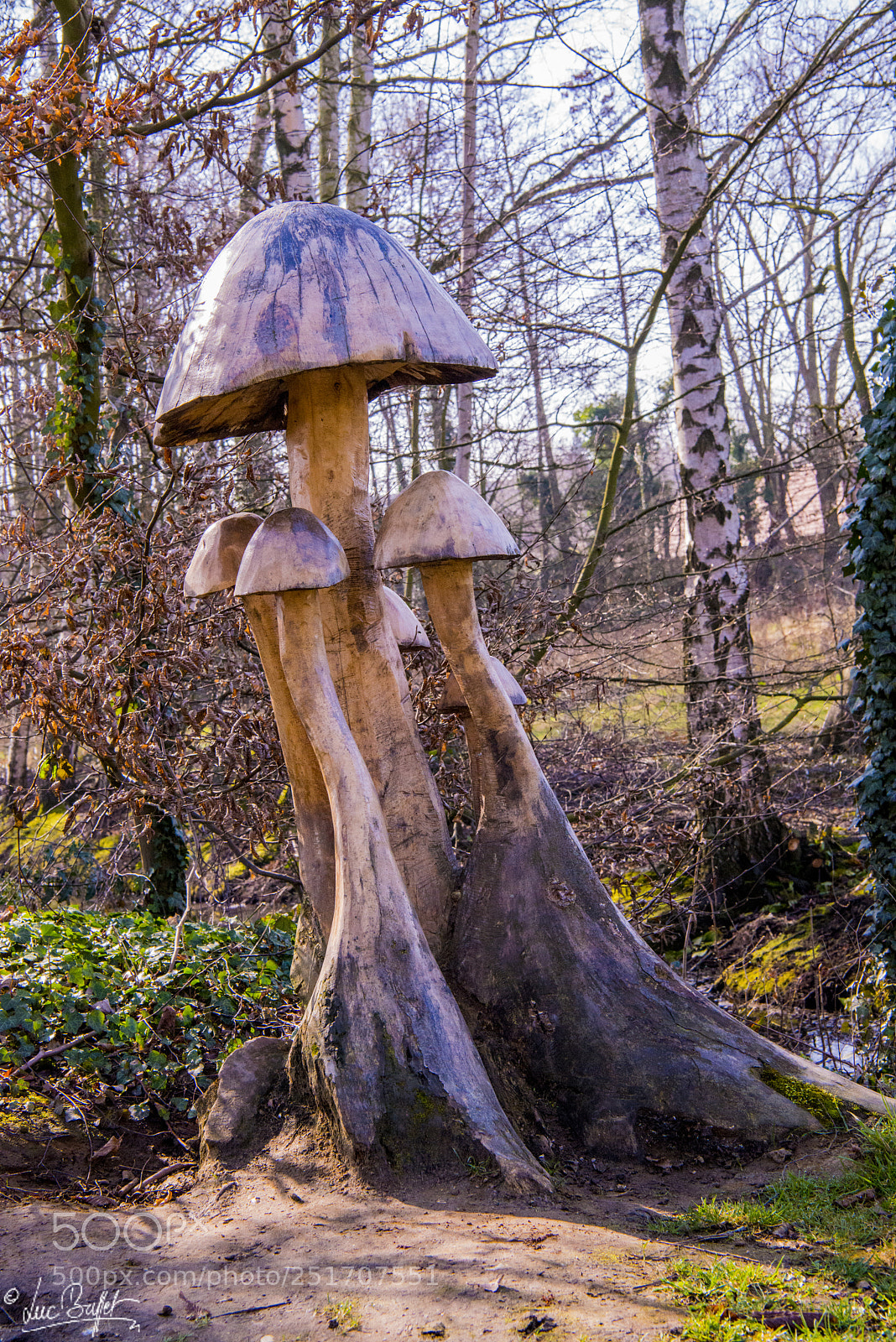 Nikon D800 sample photo. Death tree recycling photography