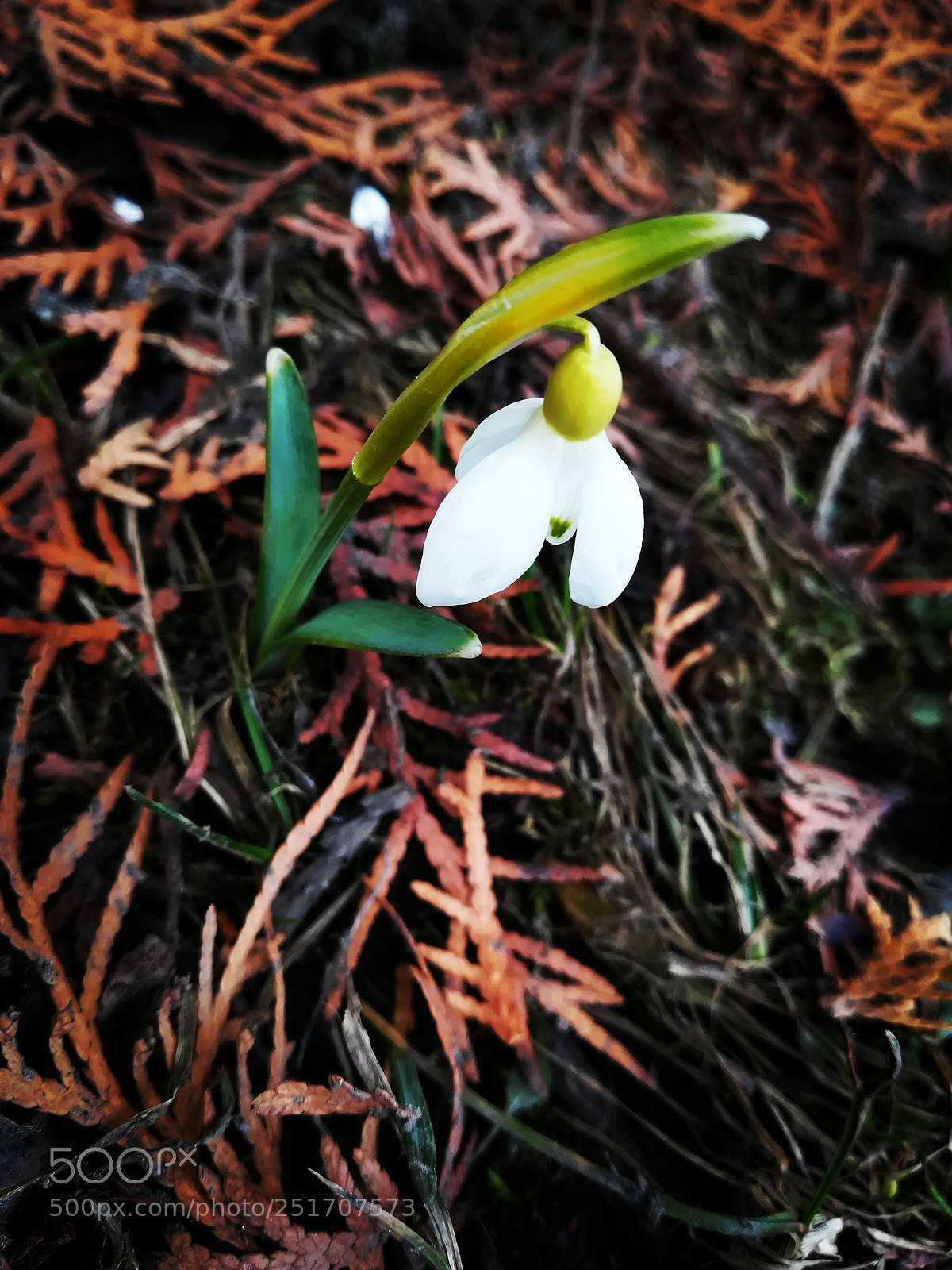 HUAWEI PRA-LX1 sample photo. Spring flower photography