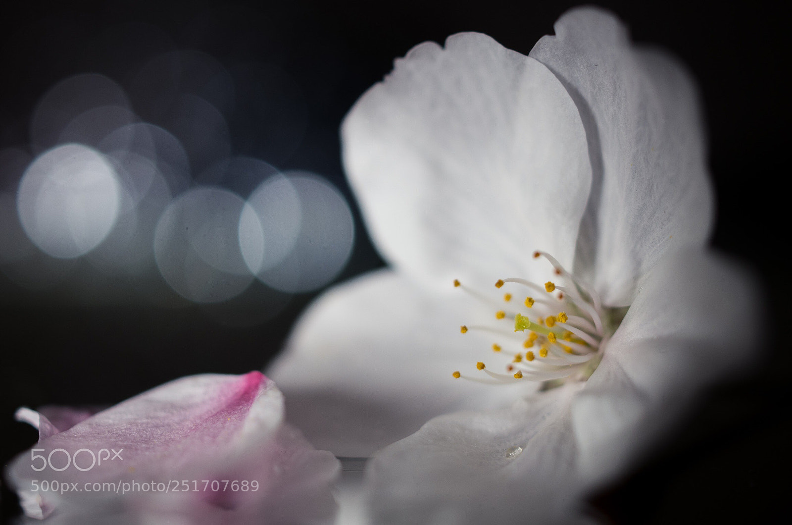 Pentax K-5 sample photo. Sakura photography