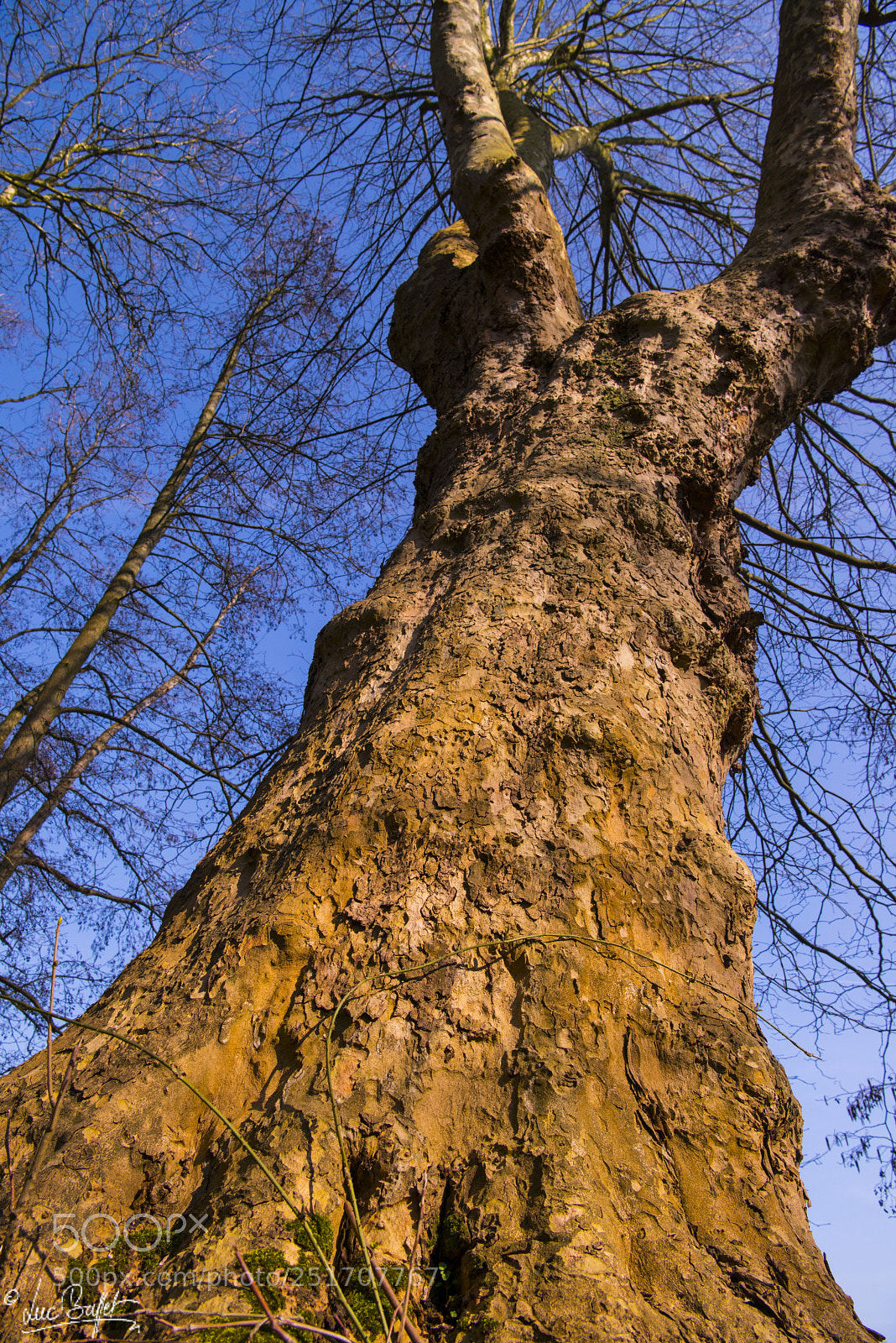 Nikon D800 sample photo. Little monumetal tree? photography