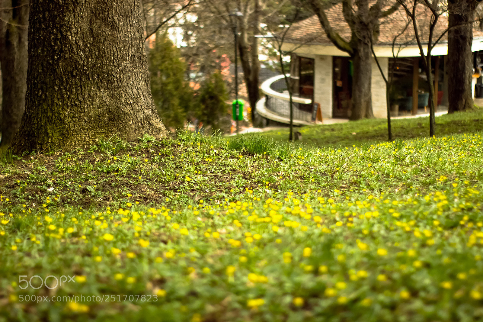 Canon EOS 600D (Rebel EOS T3i / EOS Kiss X5) sample photo. Yellow flowers!! photography