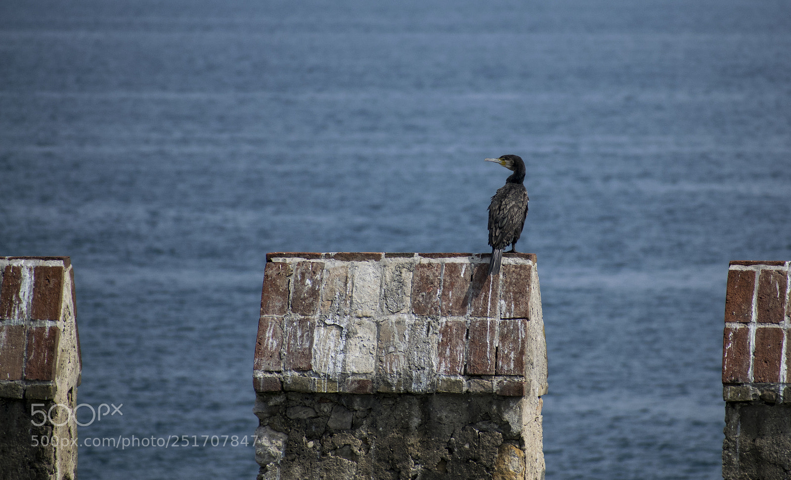 Nikon D3300 sample photo. Cormorant photography