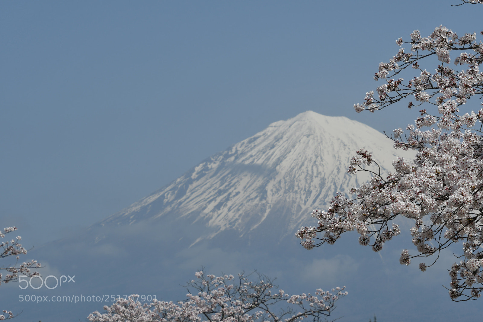 Nikon D500 sample photo. The cherry blossom season photography