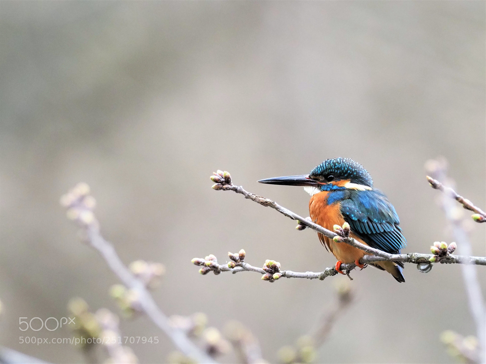 Olympus OM-D E-M1 Mark II sample photo. Kingfisher photography