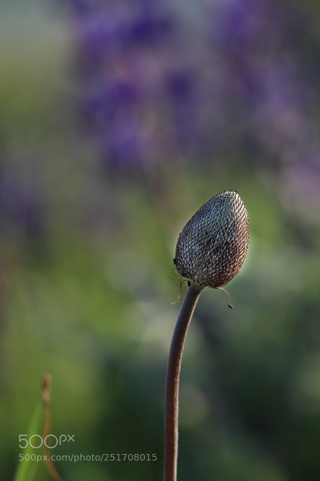 Canon EOS 5D Mark IV sample photo. Qva photography