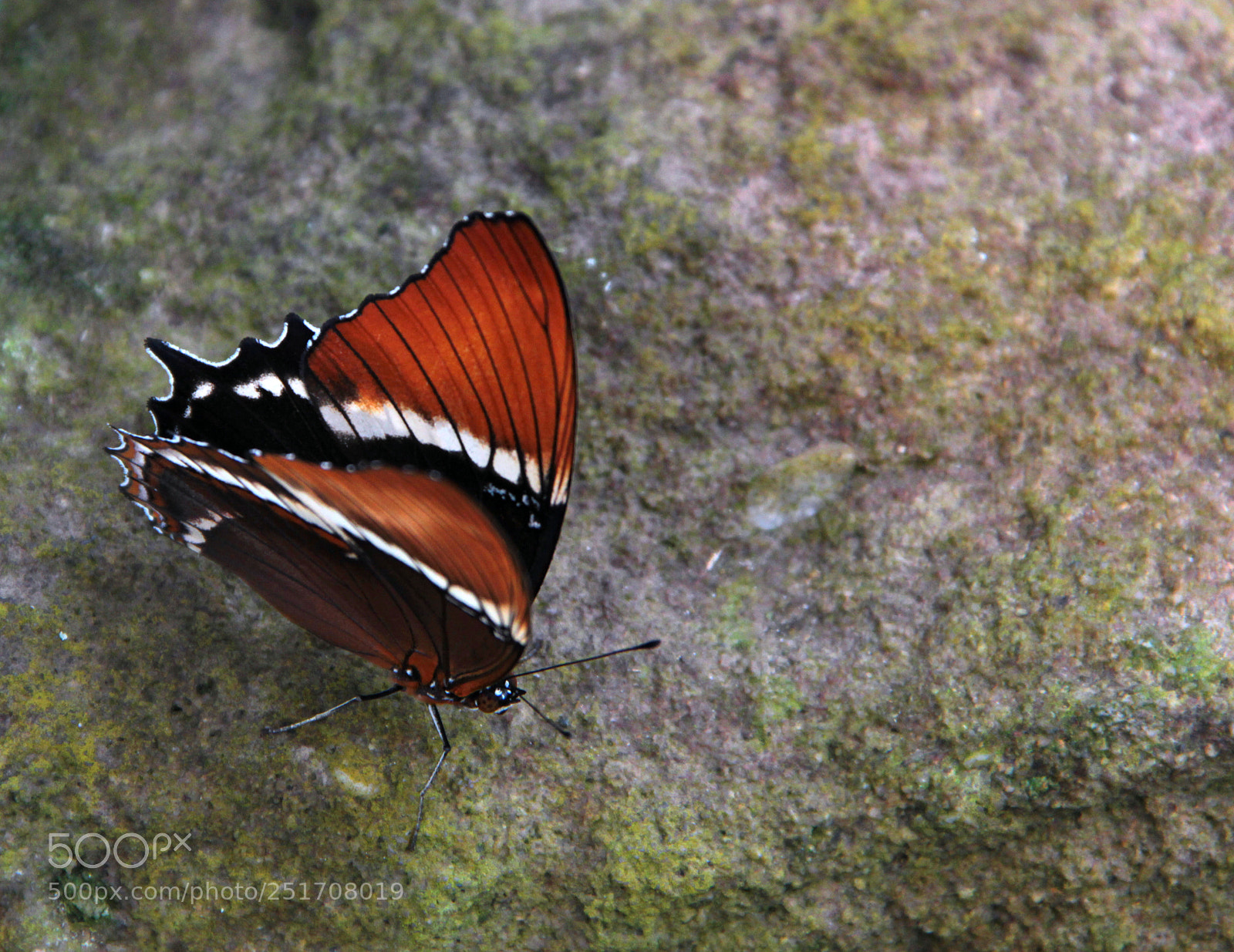 Canon EOS 600D (Rebel EOS T3i / EOS Kiss X5) sample photo. Butterfly photography