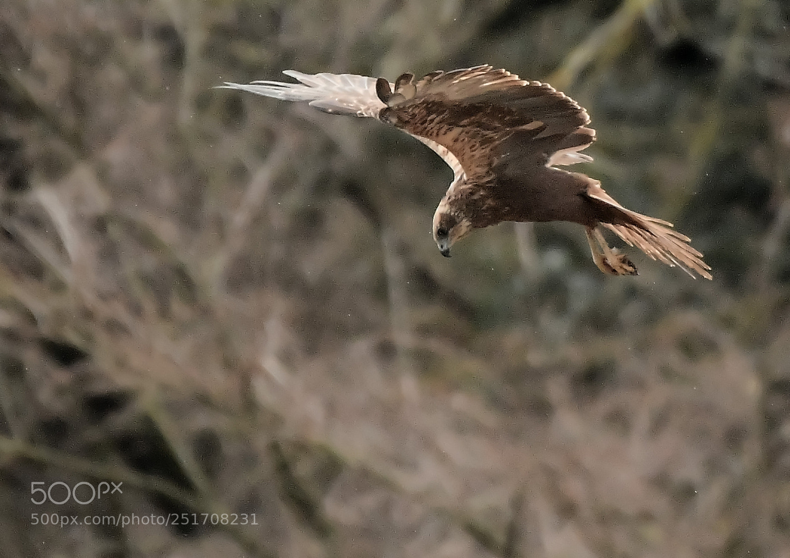 Nikon D500 sample photo. Busard des roseaux photography