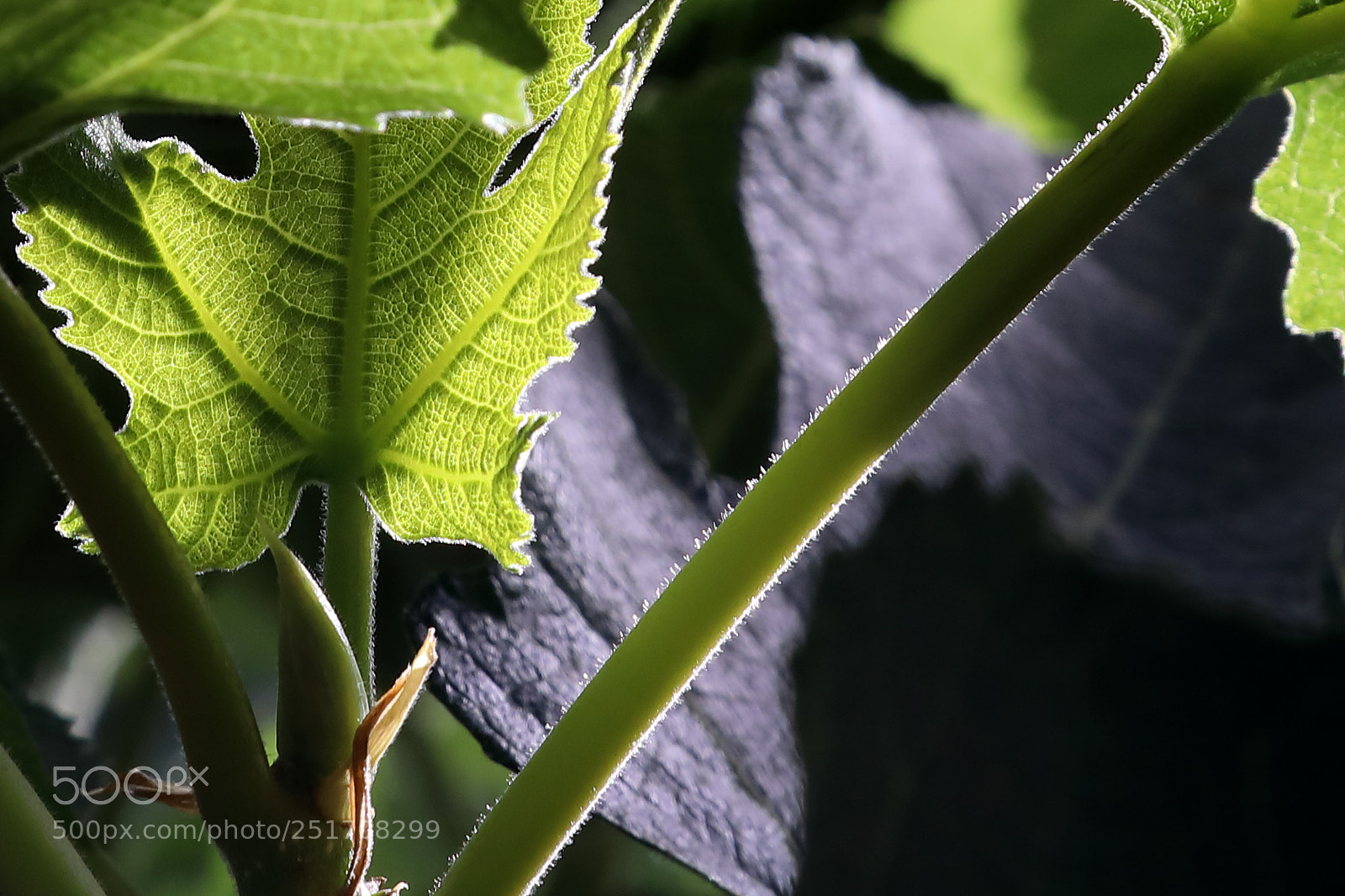 Canon EOS 5D Mark IV sample photo. Qva photography