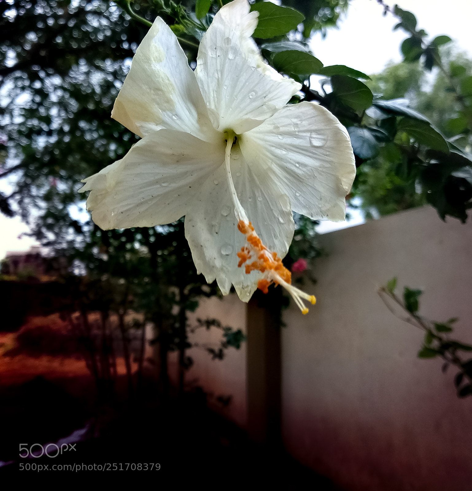 Xiaomi Mi A1 sample photo. Untitled photography