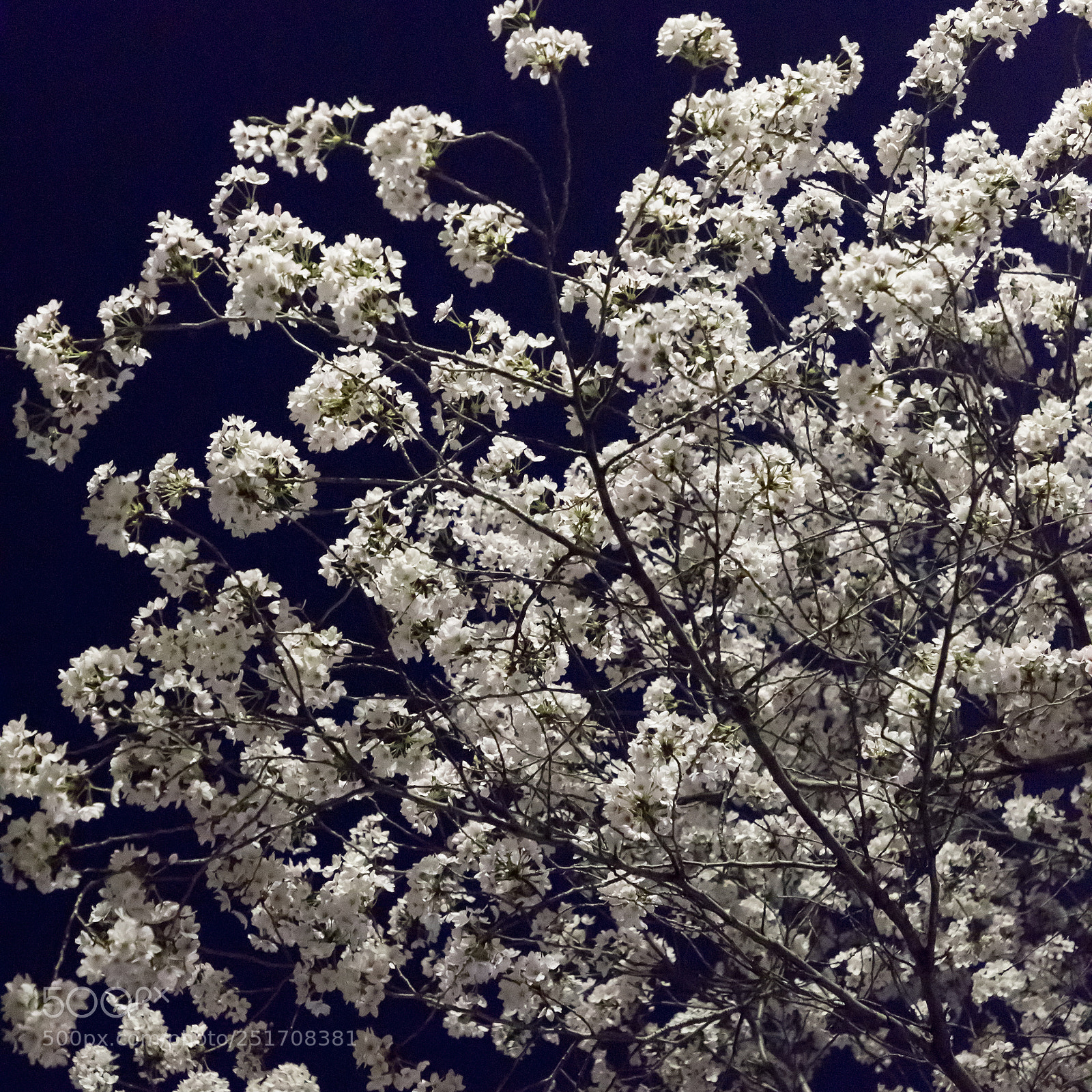 Canon EOS 5D Mark IV sample photo. Cherry blossoms at night photography