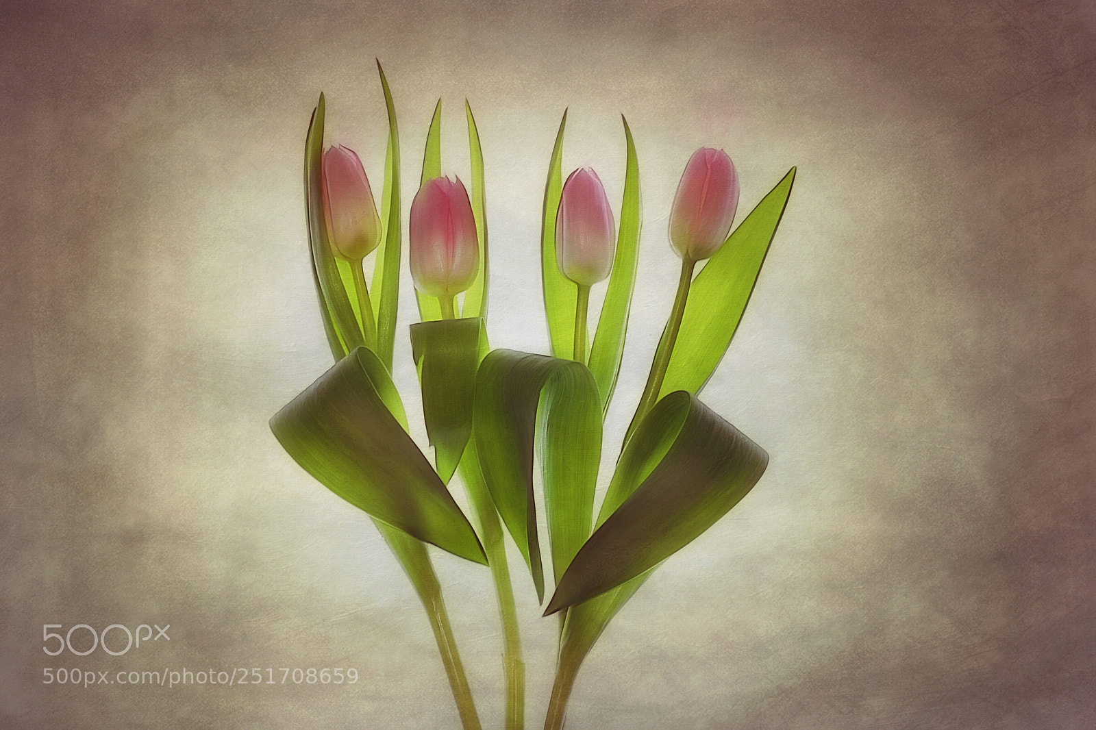 Canon EOS 5D Mark IV sample photo. Four tulips photography