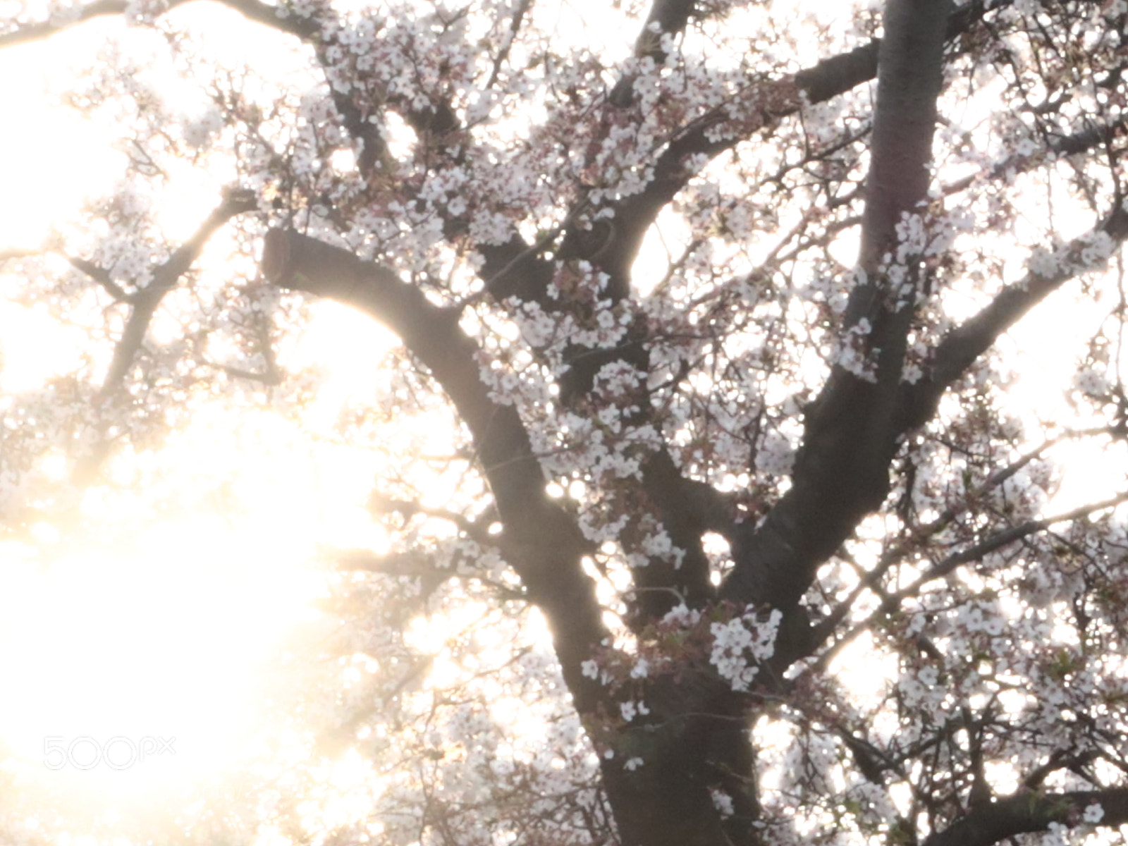 Canon PowerShot G7 X Mark II sample photo. Img photography