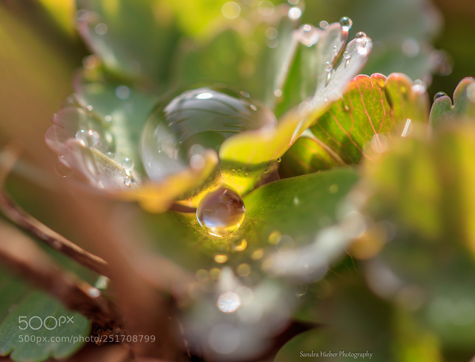 Canon EOS 80D sample photo. The magic of nature photography