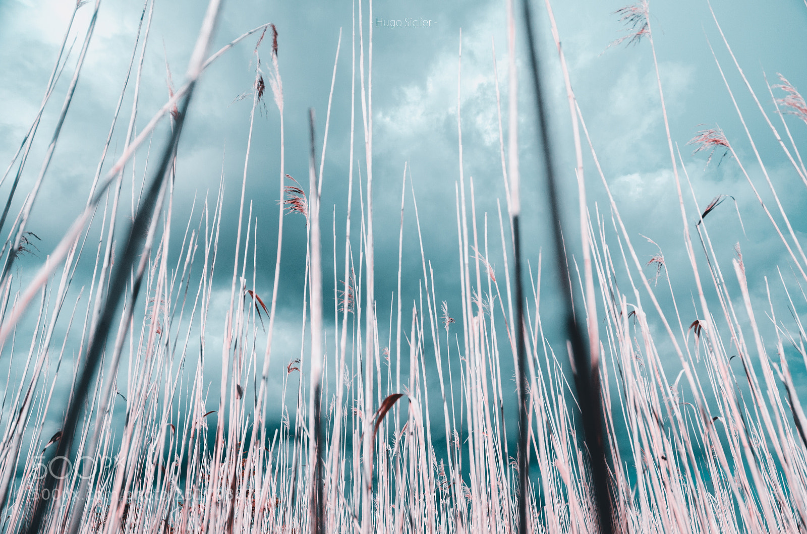 Nikon D5100 sample photo. Forest photography