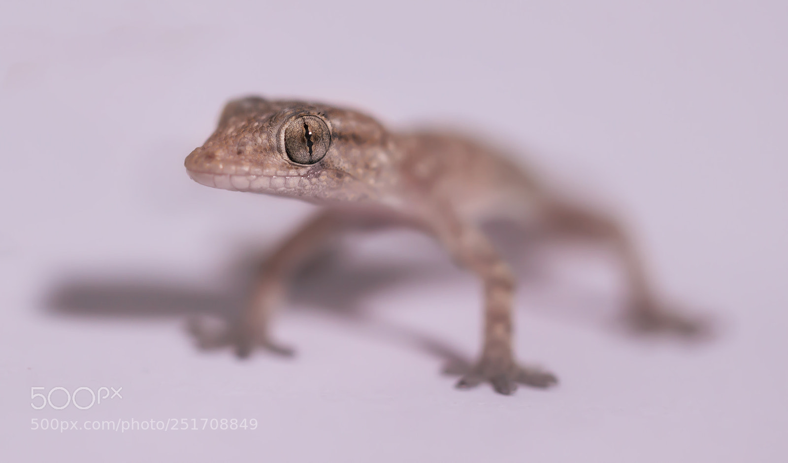 Canon EOS 600D (Rebel EOS T3i / EOS Kiss X5) sample photo. Lizard photography