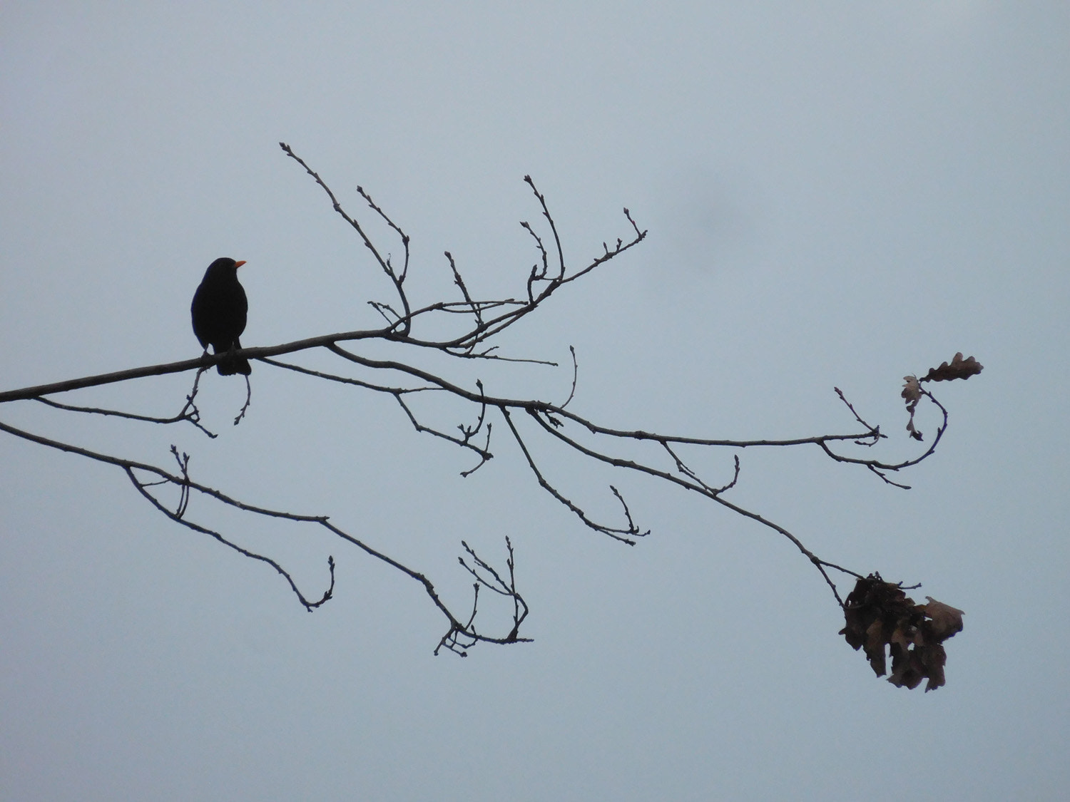 Nikon Coolpix S7000 sample photo. It is alone photography