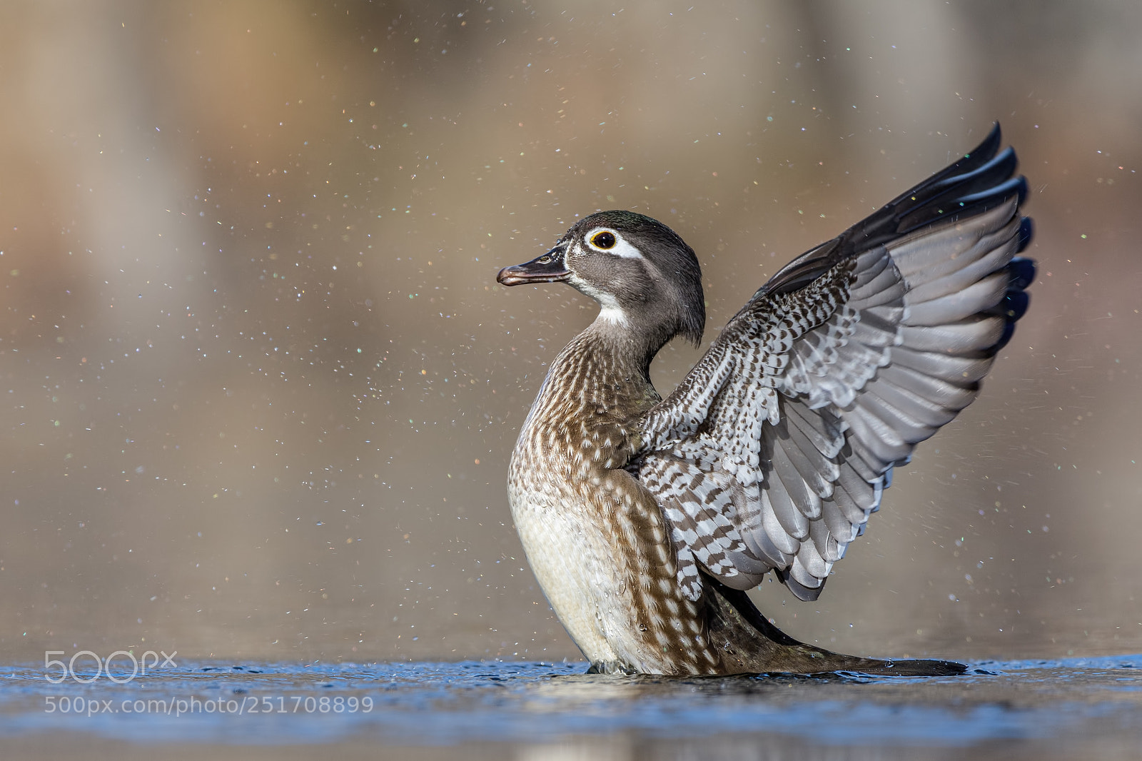 Nikon D7200 sample photo. Wood duck hen photography