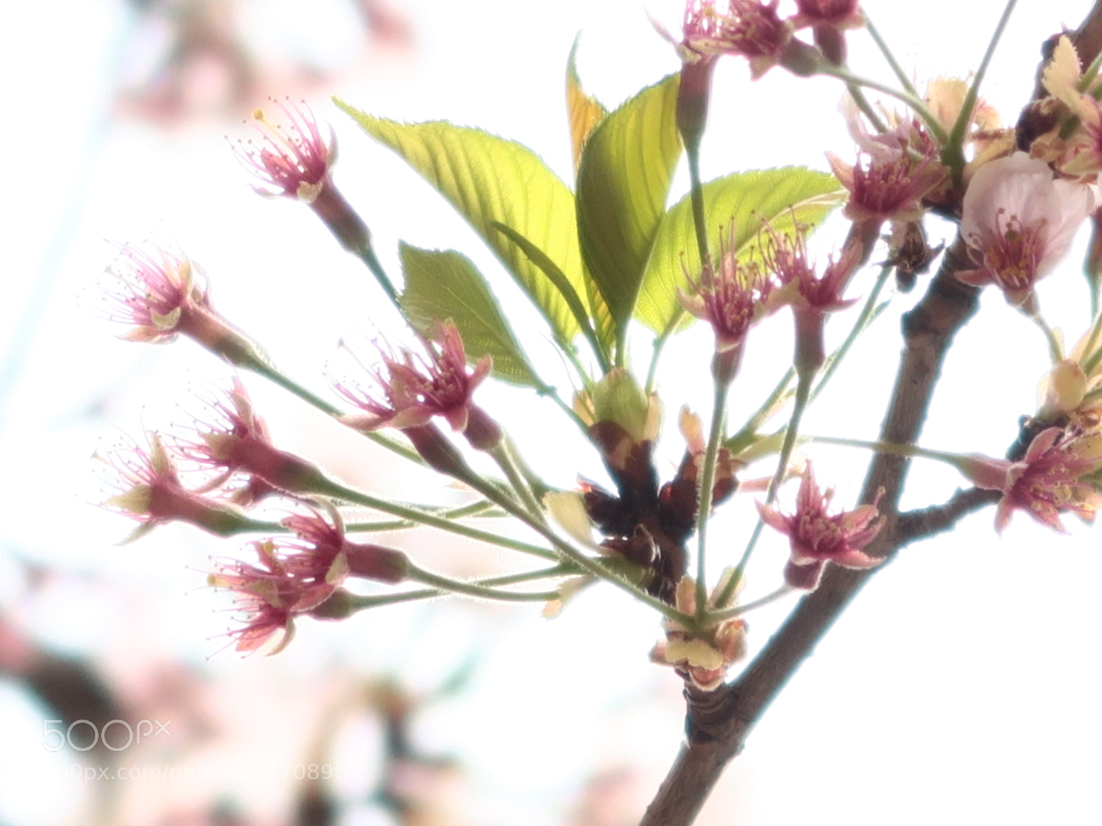 Canon PowerShot G7 X Mark II sample photo. Img photography